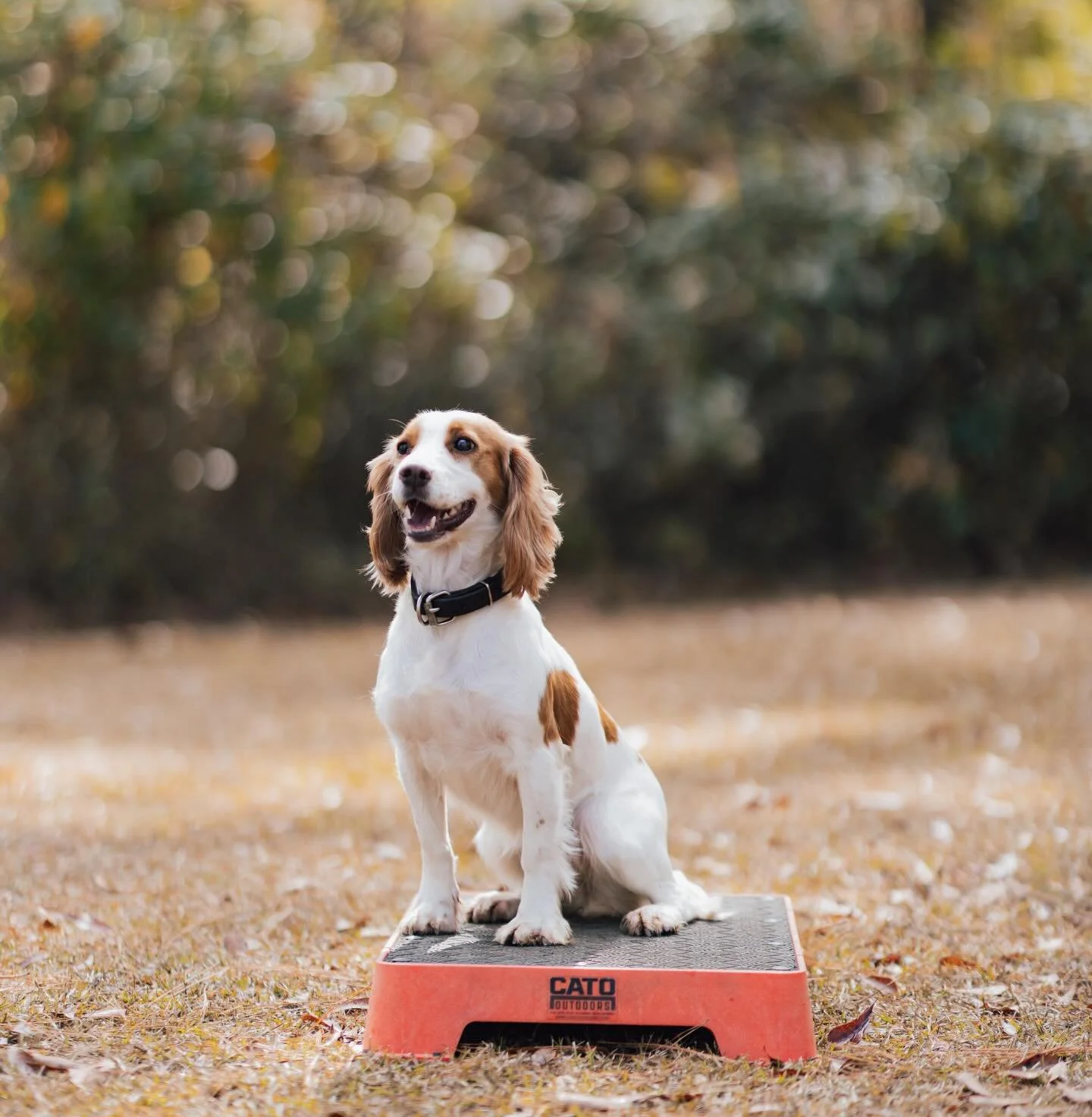💘 Love is in the air&hellip; and so are puppies! 💘
Delta x Grizz puppies are expected February 14, 2026 🐾
This Valentine&rsquo;s Day, we&rsquo;re welcoming a litter full of love, drive, and beautiful temperaments.

Message us for more info ❤️
