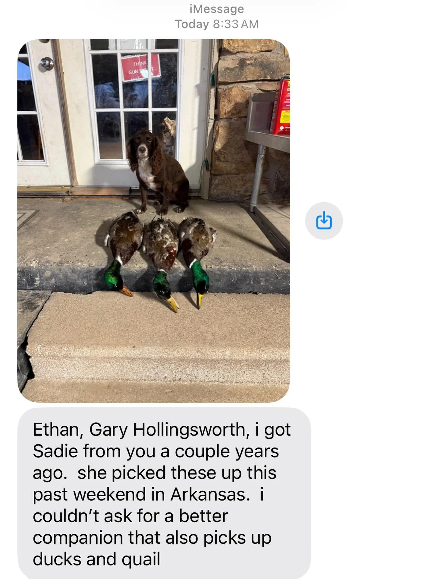 Always enjoy getting pictures and updates of bird dogs that I&rsquo;ve worked with in the past! Atta girl Sadie! #englishcockerspaniel #birddog #duck #quail #hunting