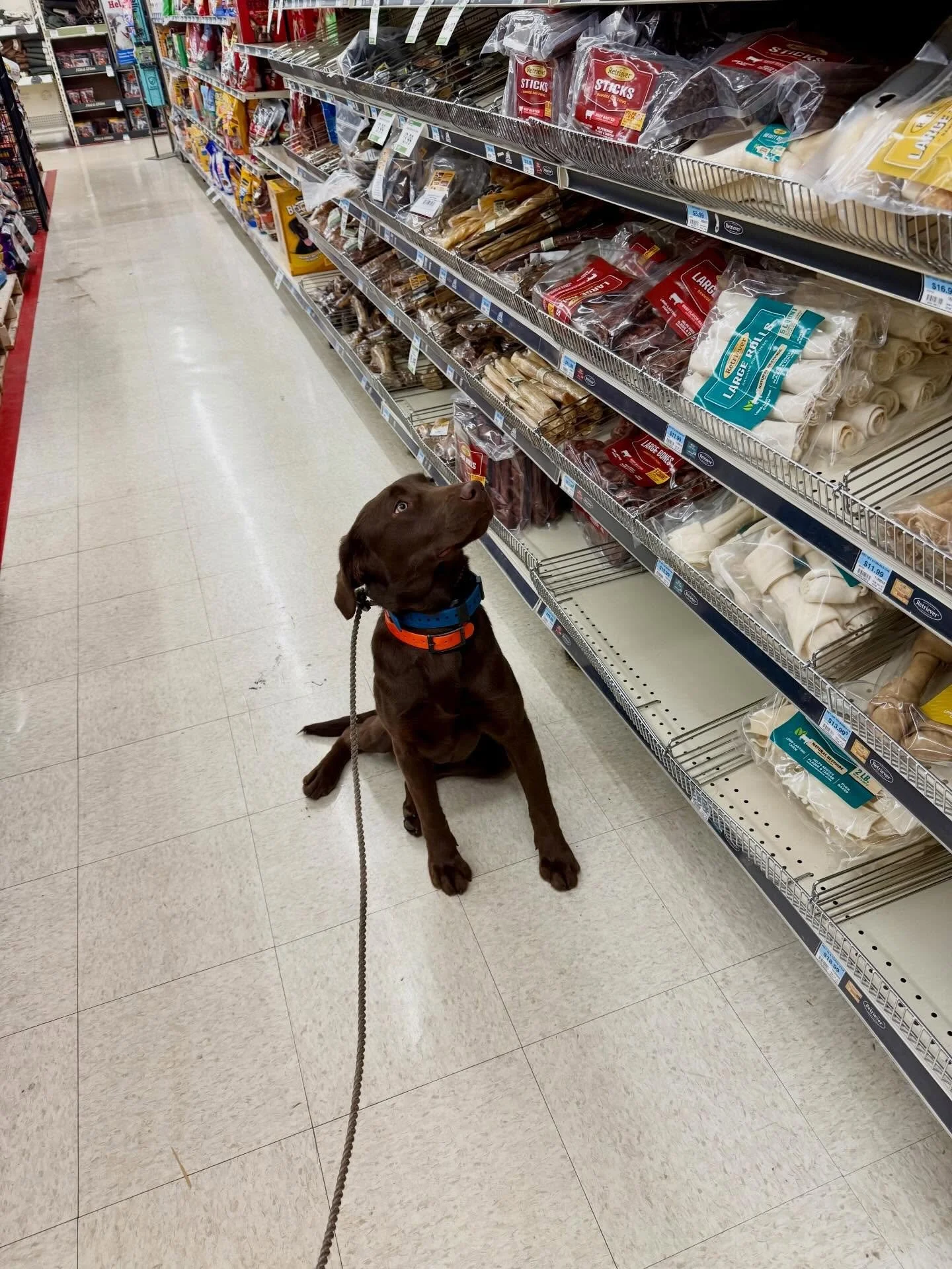 Field trips @tractorsupply! Buffy, Waco, Pepper, Jet, Ivy, Hank, and Cash! Socializing is a vital part of dog training. #obedience #dog #training #mansbestfriend #gooddog