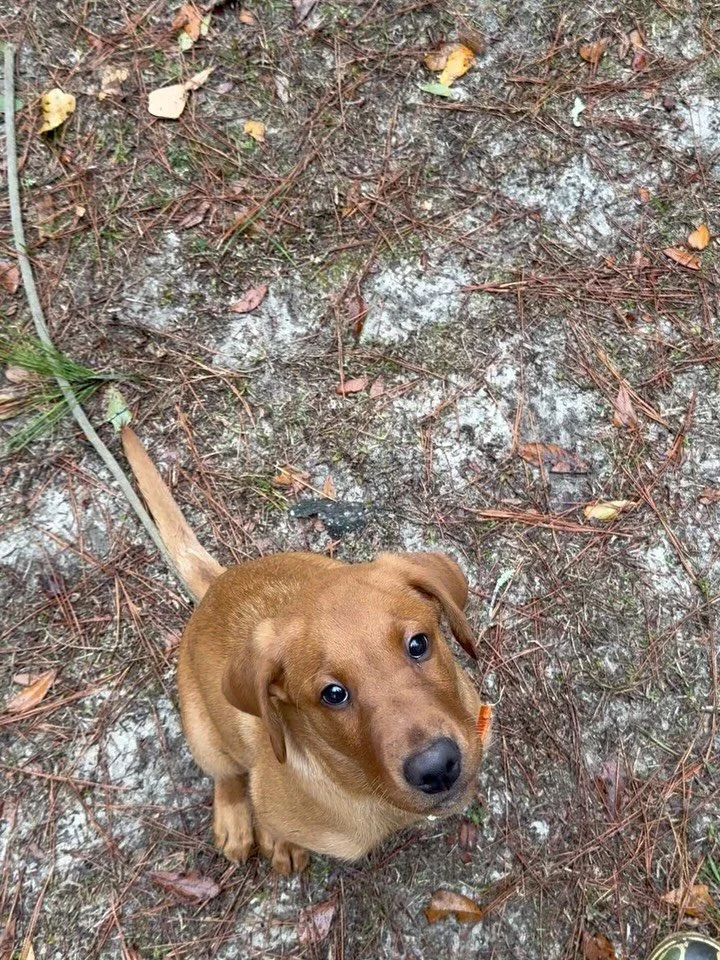 Newest addition to the Bottomland pack. Gauge! Bred by @riversinkretrievers Shout out to @redhillsladiesduchapter @ducksunlimitedinc for putting on a great event! #labrador #puppy #retriever #dogtraining #mansbestfriend