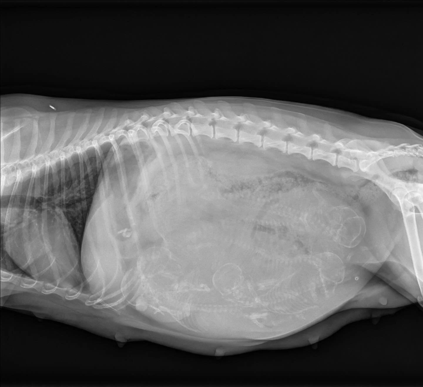 We took Delta in today to get her official puppy count&hellip; and those little spines are lining up beautifully! 🐶🦴

Now we want to know&hellip; 👀

How many puppies do YOU see? Drop your guess in the comments below! ⬇️🐾

Delta is doing wonderful