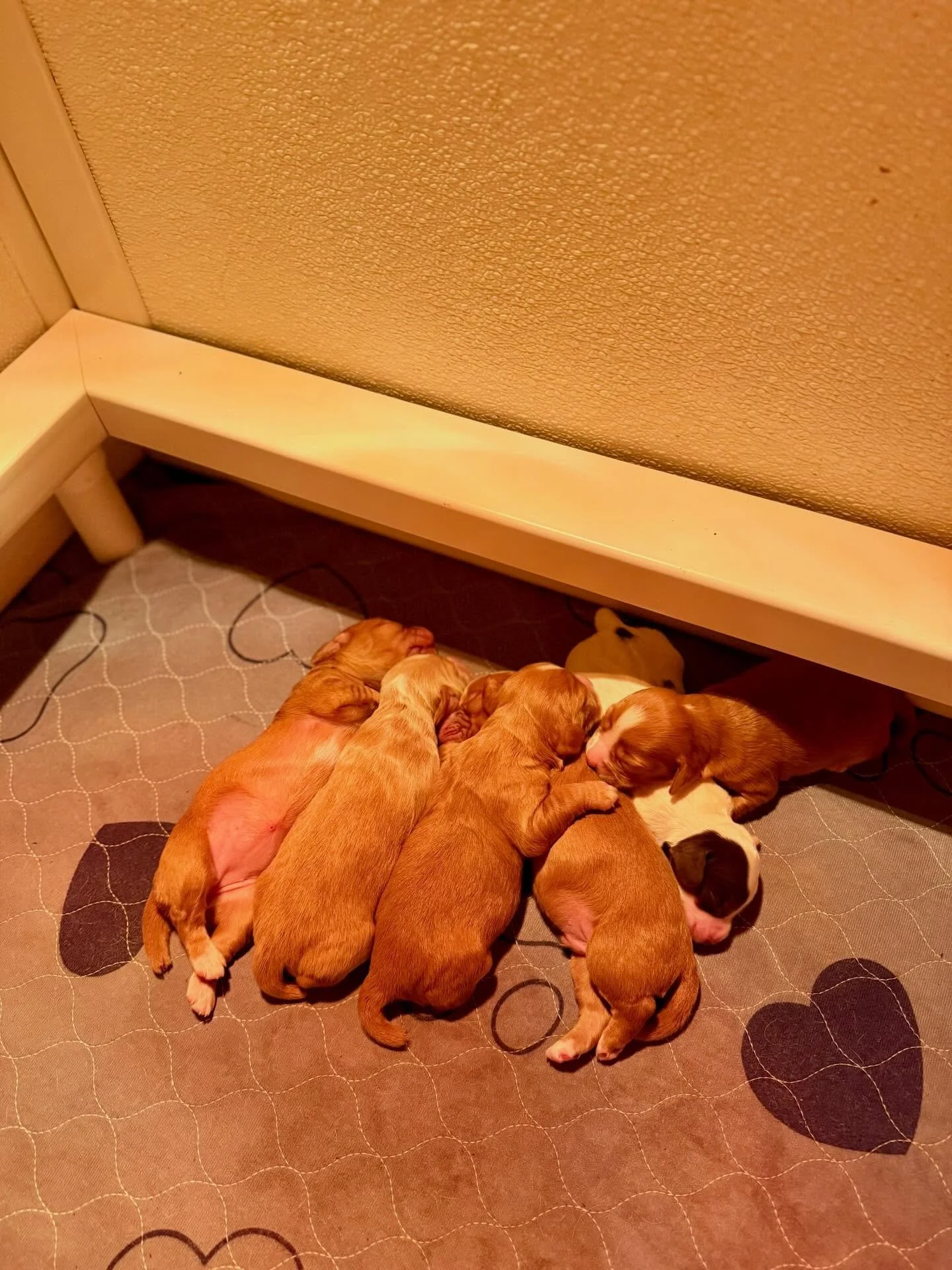 2 red males and 2 red females still available! Field bred English Cocker spaniels. OFA and DNA health tested parents. Excellent pedigree. Proven hunters! DM for more info. #englishcockerspaniel #puppy #birddog #poweredbyinukshuk #mansbestfriend