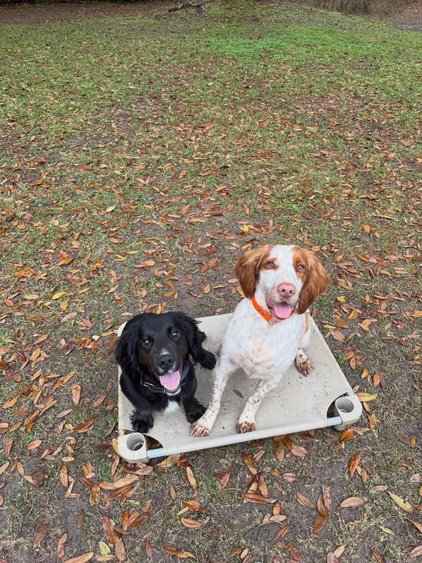 Tito always makes a new friend when he stays with us! #englishcockerspaniel #birddog #dog #dogtraining #mansbestfriend
