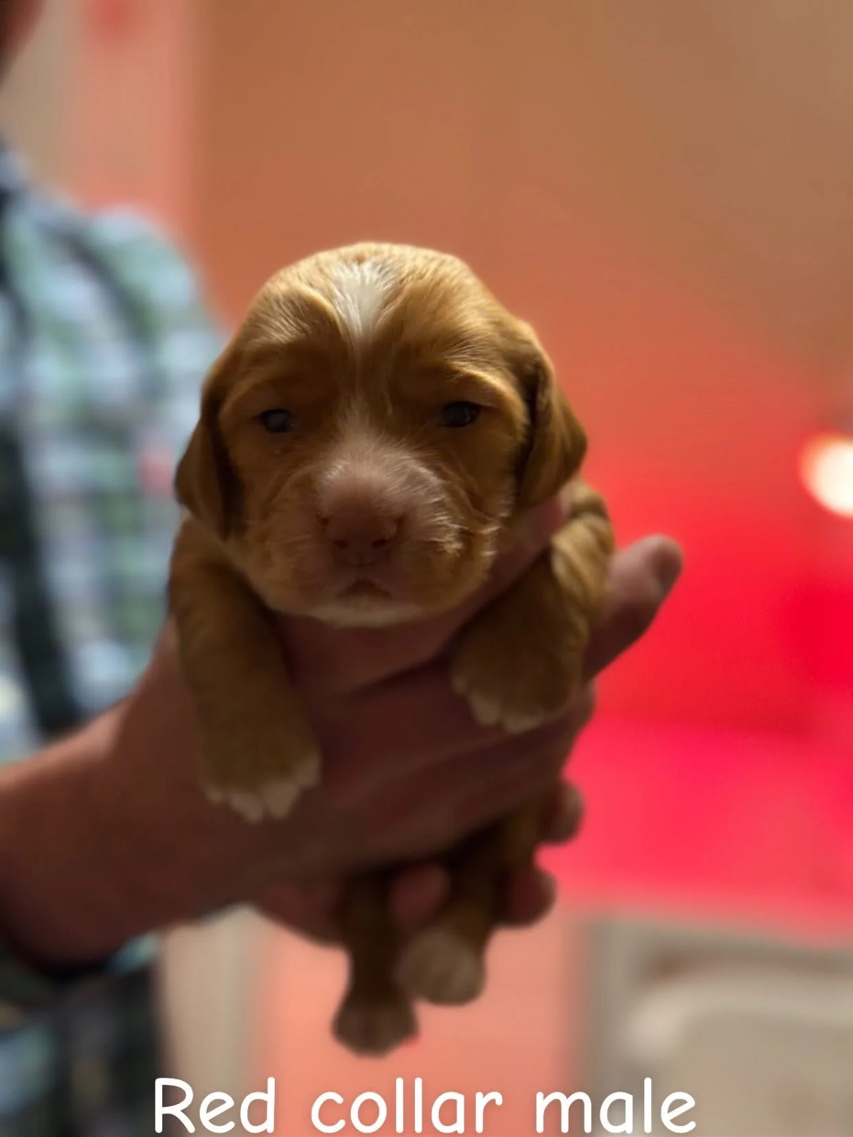 🔥 The Final Four 🔥

Field-bred AKC English Cocker Spaniels built with purpose.

This litter was thoughtfully planned for drive, intelligence, trainability, and true working ability &mdash; without sacrificing the sweet, biddable temperament Cockers
