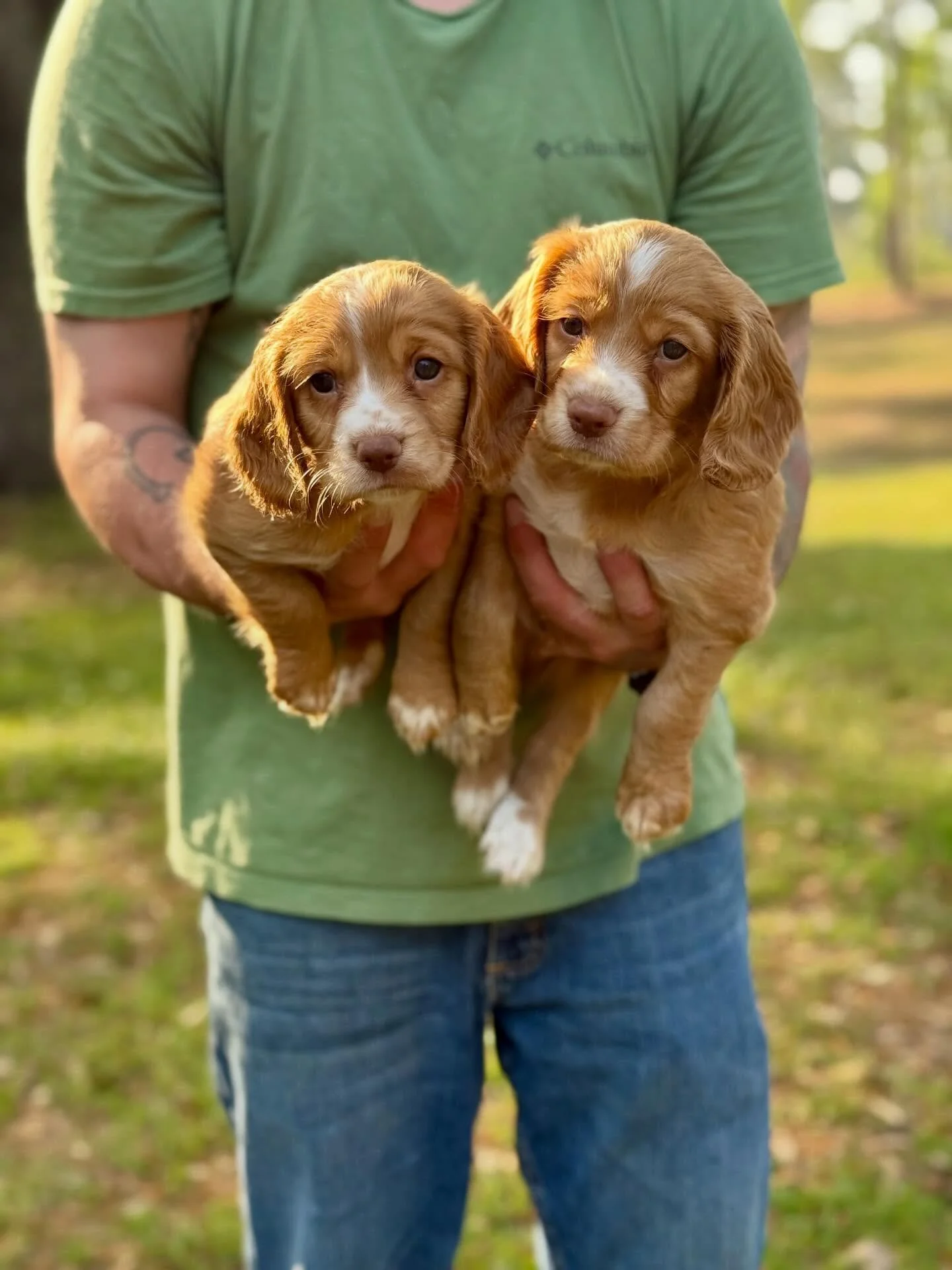 ⚠️ Warning: these two will steal your heart ⚠️
Spunky little firecracker girl 🔥 (left)
Social, confident big boy 💪 (right)

Both parents are ✅ excellent hunters with OFA-certified ✅ hips, ✅ elbows, ✅ patella, ✅ heart, ✅ eyes, and ✅ genetic health t
