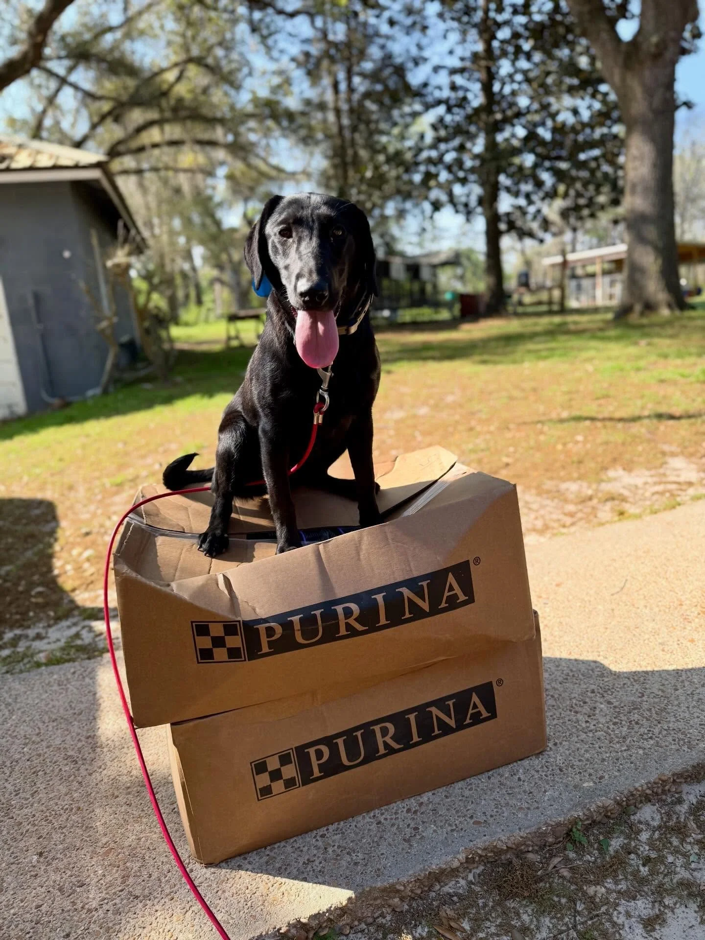 Ivy hopes everyone has a great week! #labrador #puppy #retriever #birddog @proplansportingdogs