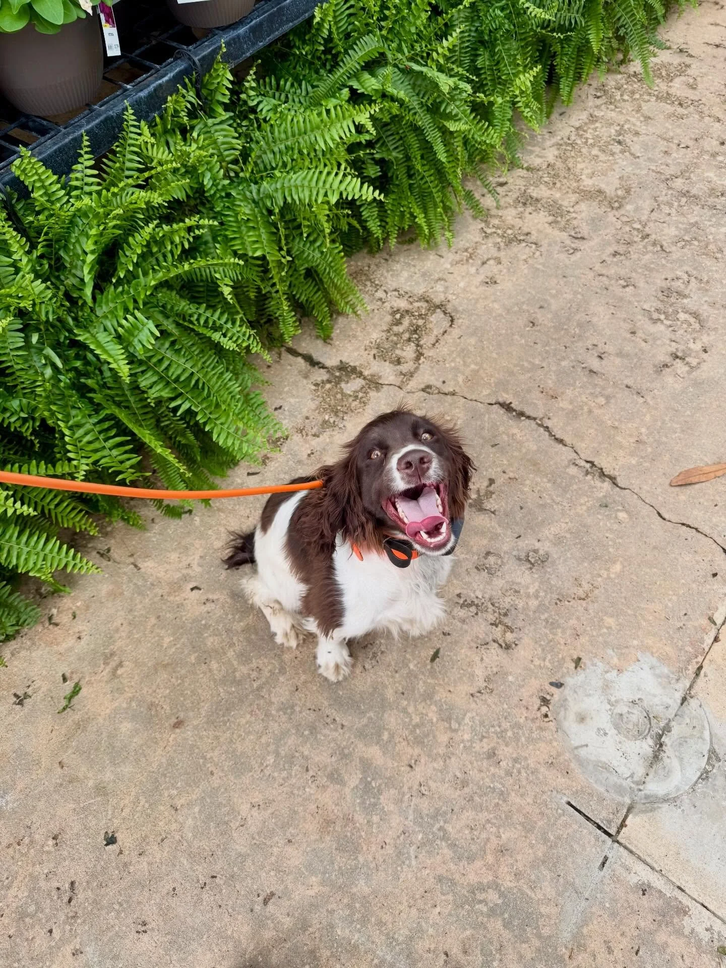 Socializing and obedience @tractorsupply with the pack! #englishcockerspaniel #labrador #puppy #birddog #dogtraining