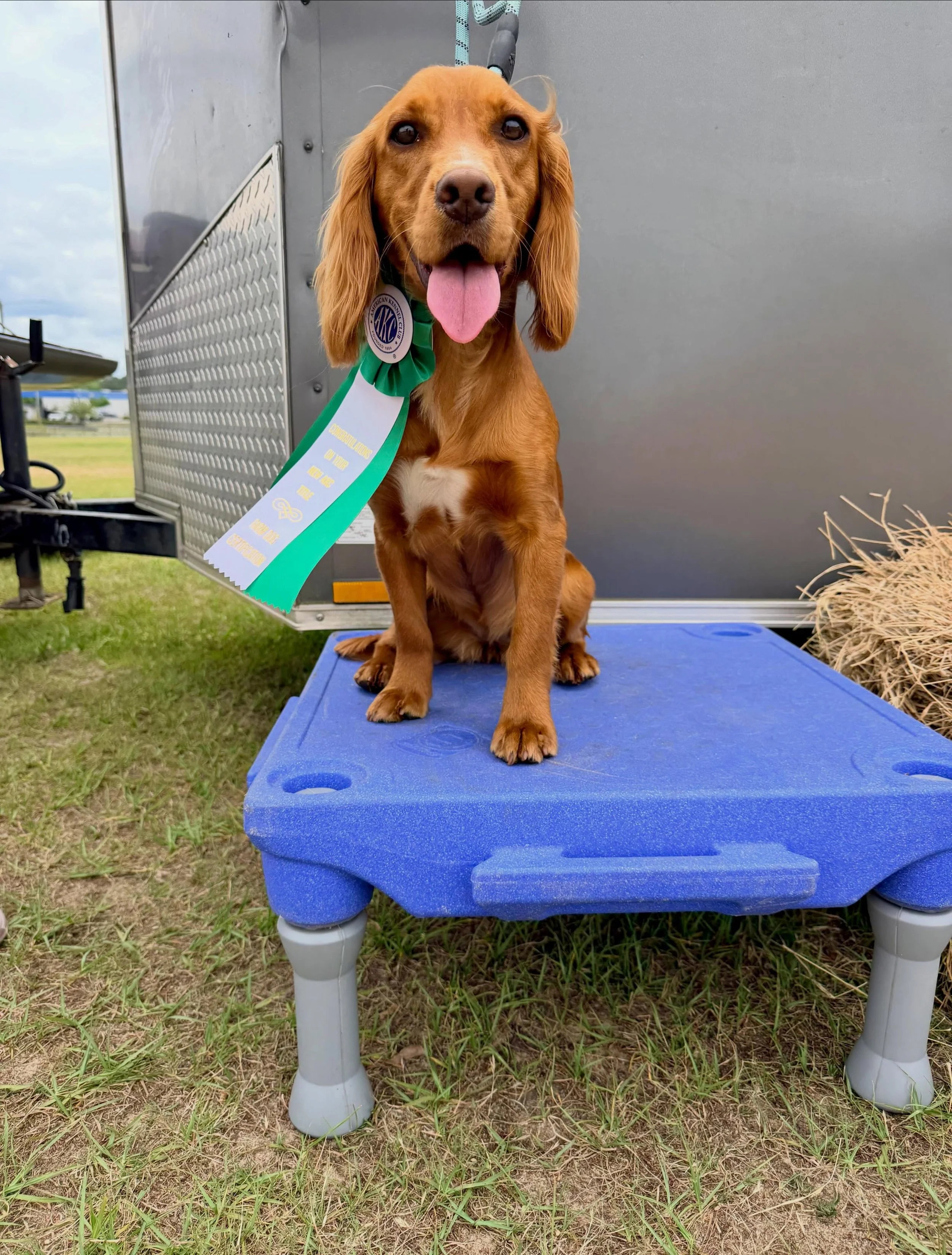 Goldie! Out of our Grizz x Benelli litter with her Farm dog certification at 9 months old. #englishcockerspaniel #puppy #birddog #dogsofinstagram #mansbestfriend