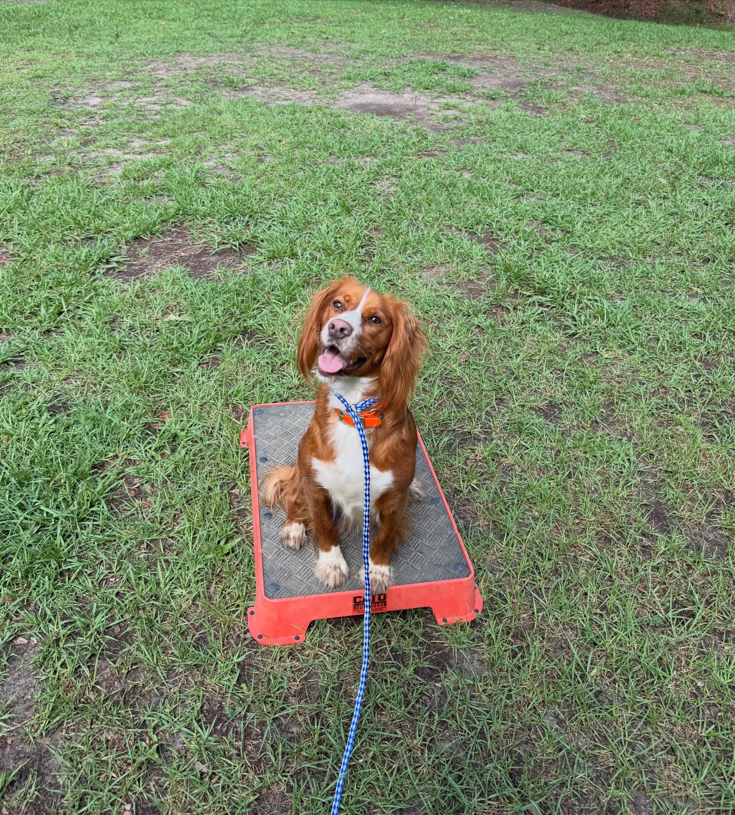 Nellie, in for obedience and gun dog training! She&rsquo;s made a lot of progress in a few months. #englishcockerspaniel #birddog #dogtraining #dove #hunting @catooutdoors