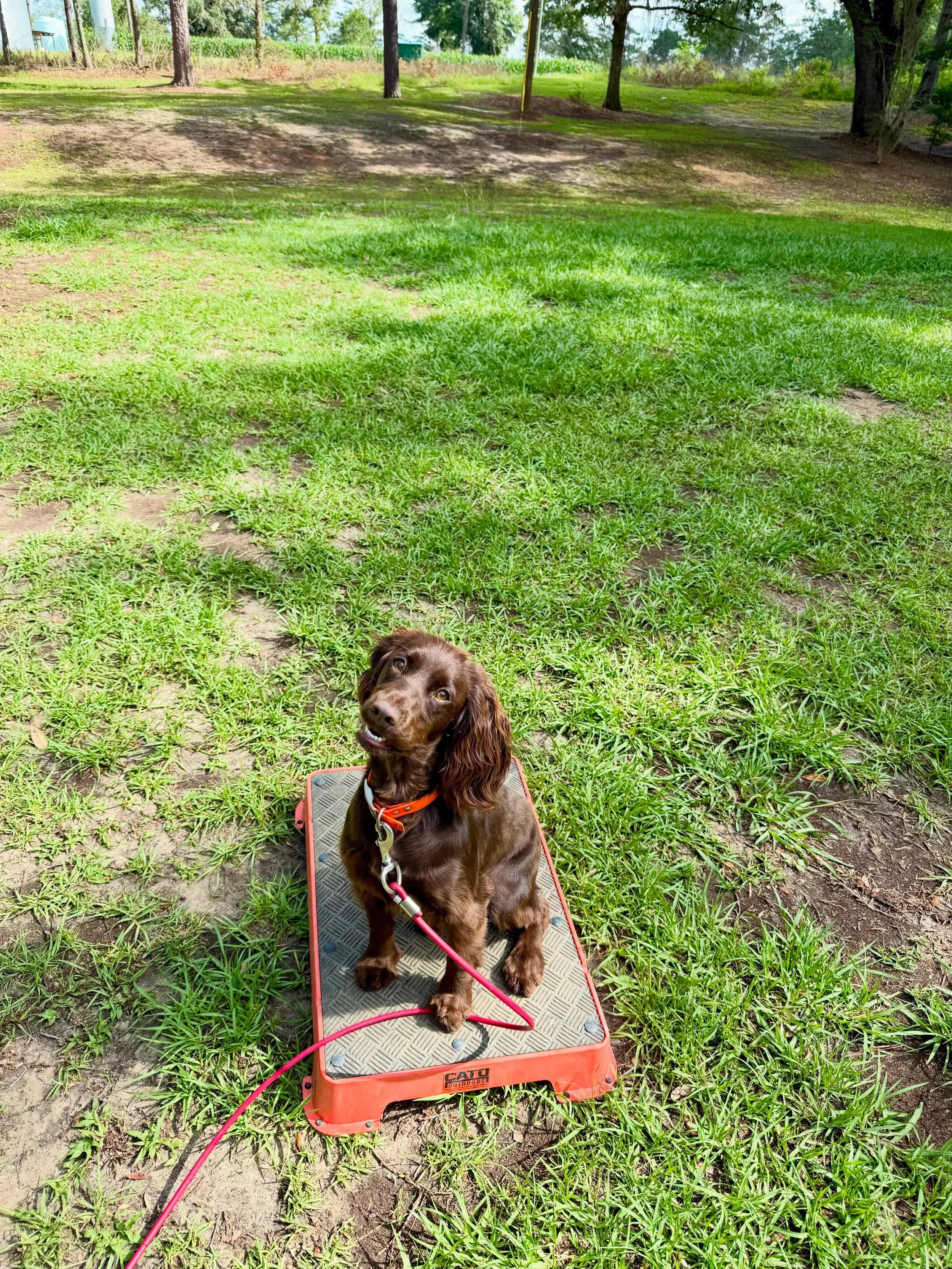 Litter mates Poppy and Nova, in for obedience and gun dog training! #englishcockerspaniel #birddog #dogtraining #obedience #hunting @catooutdoors