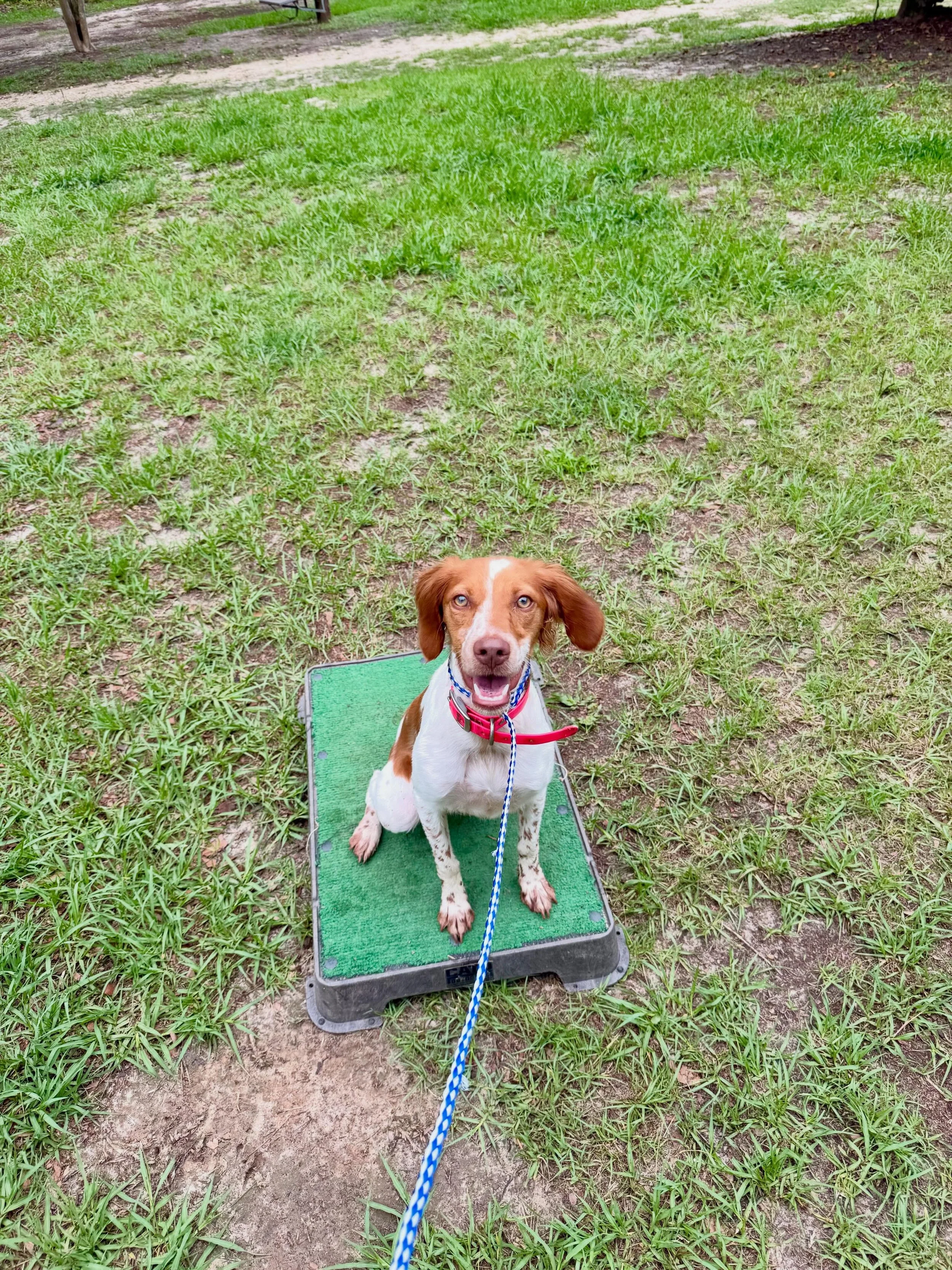 Cami the Brittany Spaniel, in for obedience and gun dog training! #brittanyspaniel #birddog #dogtraining #obedience @catooutdoors