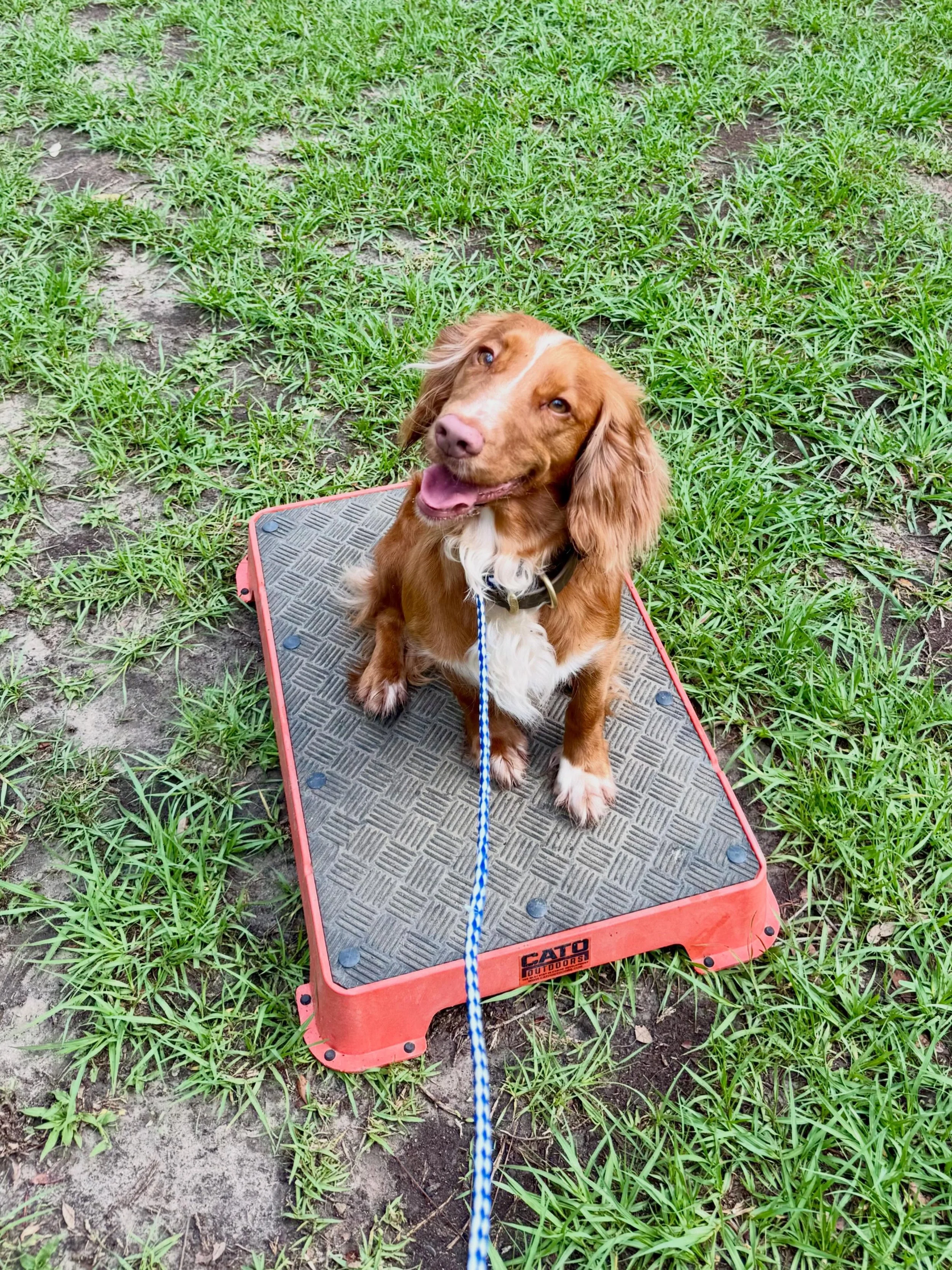 Tilly is with us for a couple of months getting tuned up for hunting season! #englishcockerspaniel #birddog #dogtraining #quail #duck @catooutdoors