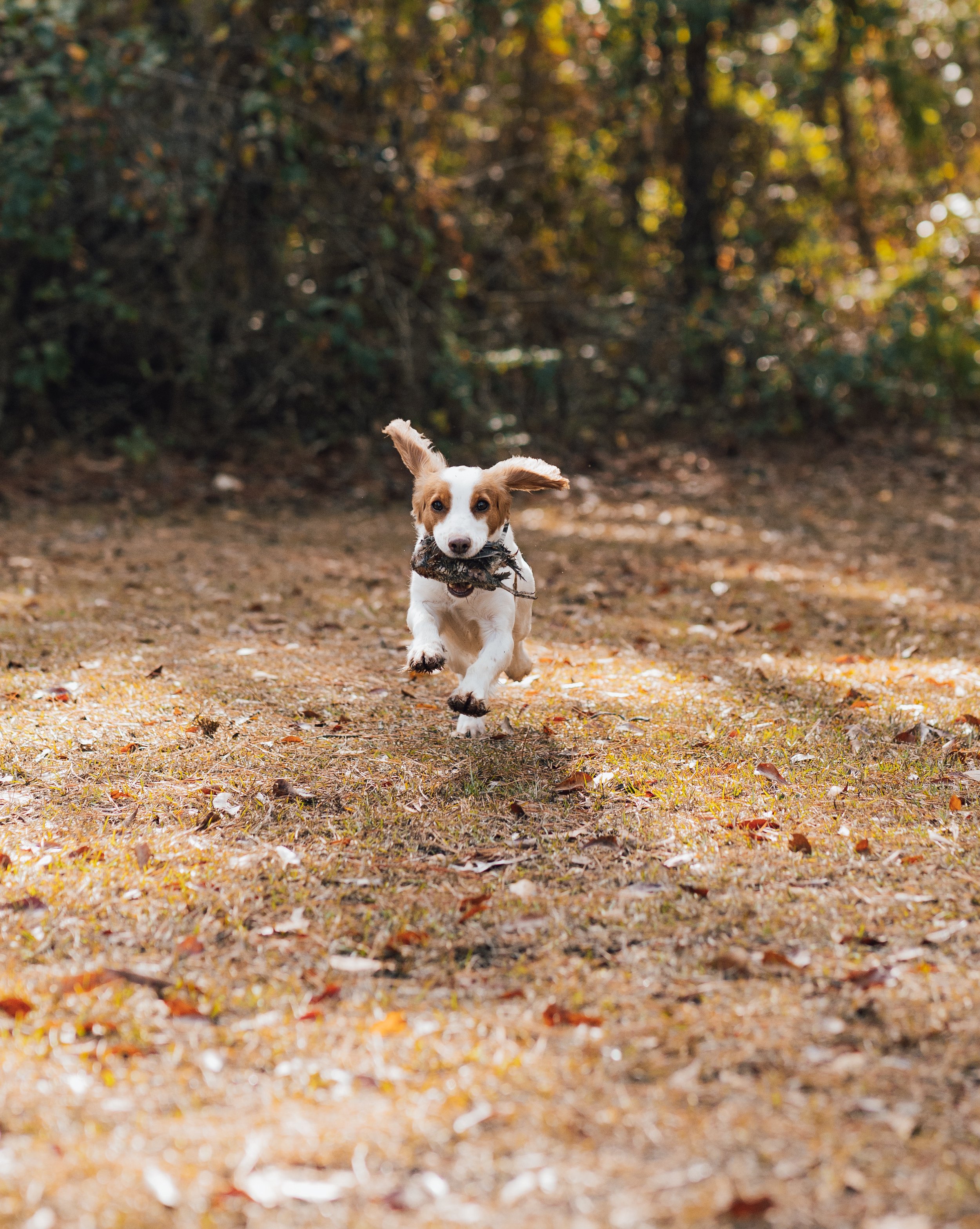 A dog running outdoors on a dirt trail with a stick in its mouth during fall, with trees and colorful leaves in the background.