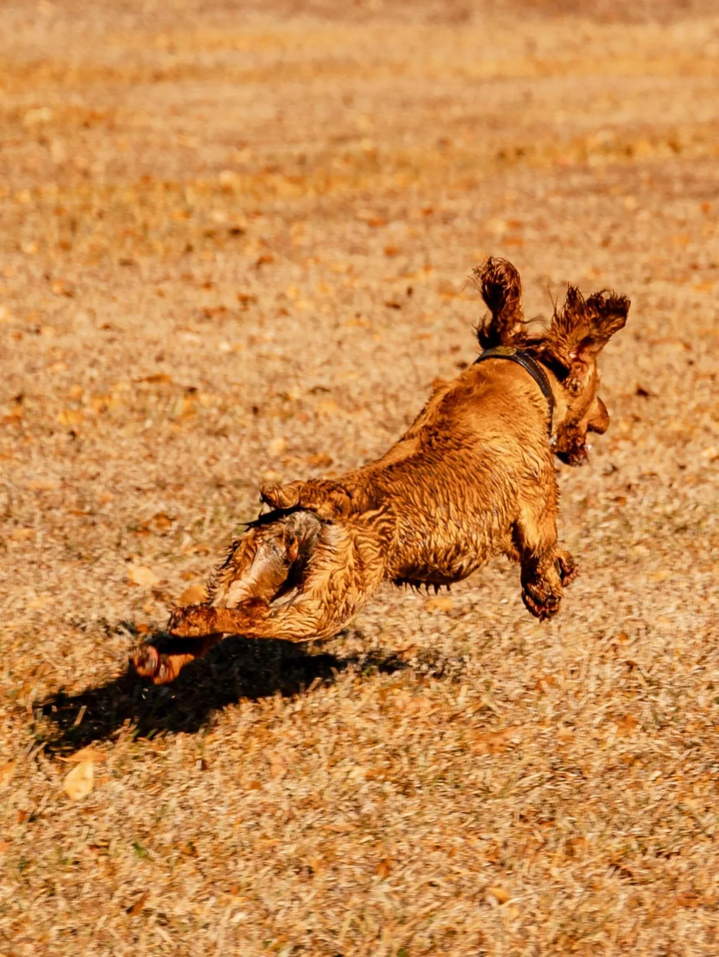 A golden retriever dog running on a sandy beach with a bright orange hue.