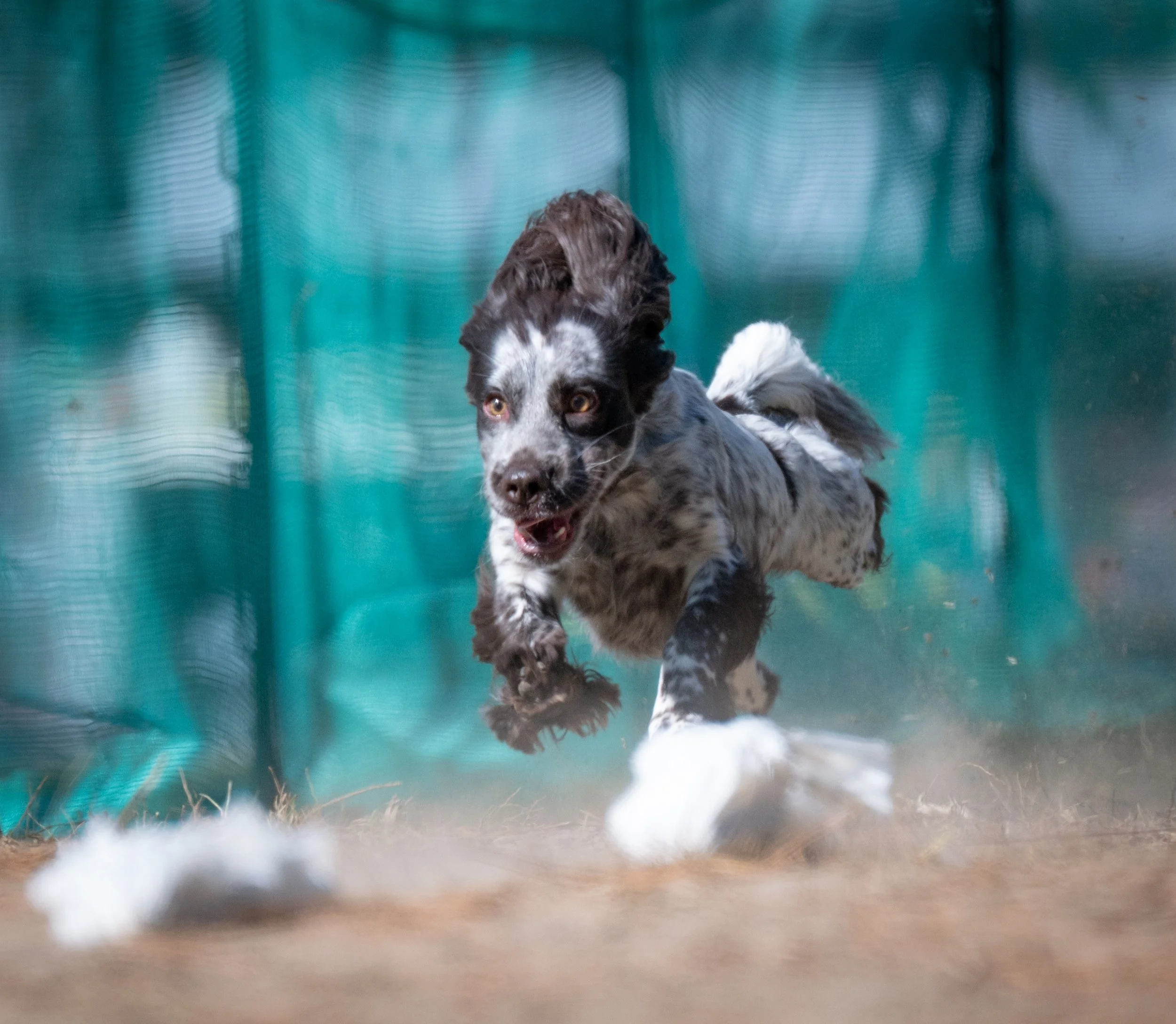 A dog with black, white, and gray fur running on a dirt surface, with a green fence in the background.