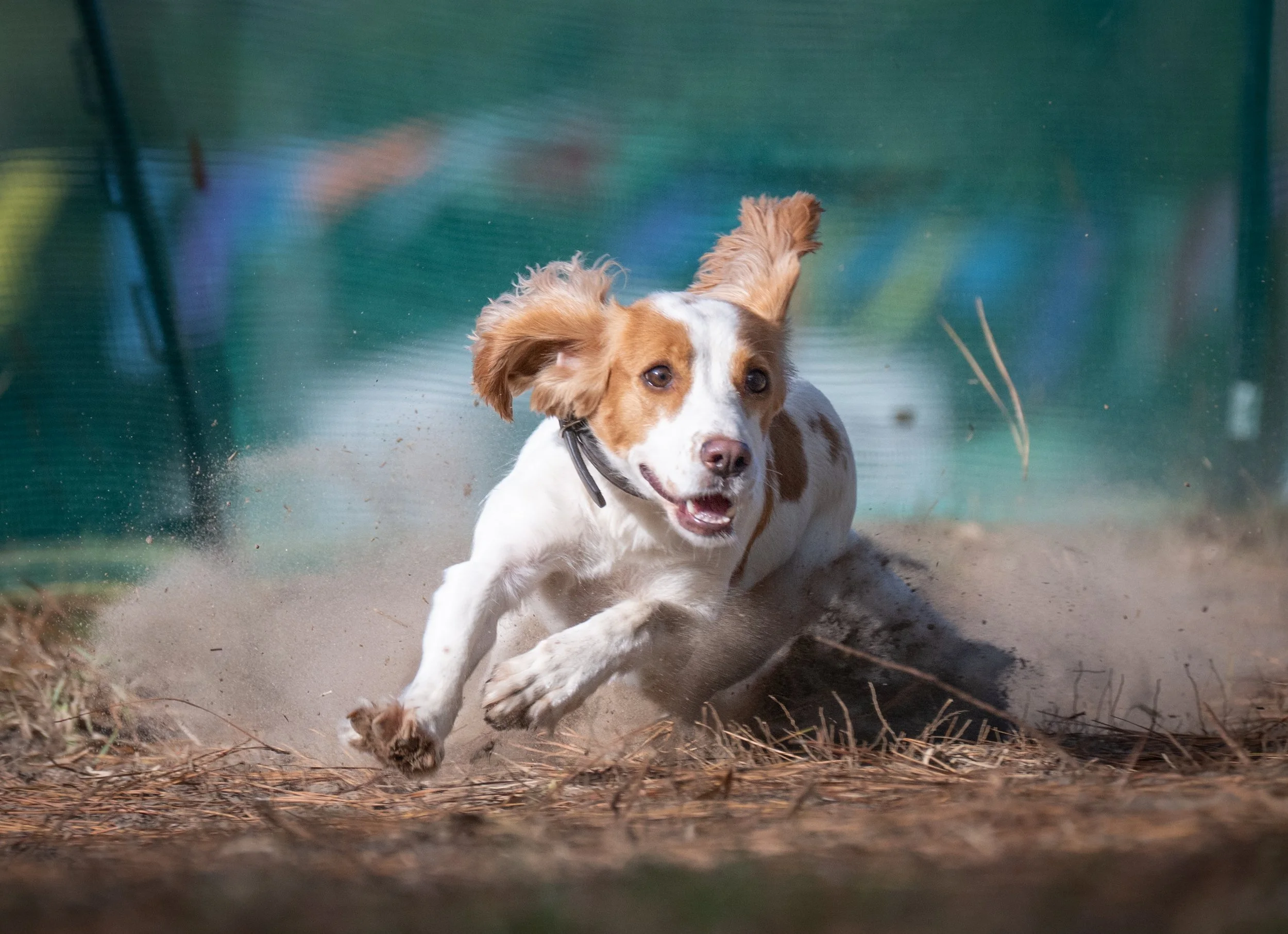 A dog running on dirt, kicking up dust, with blue and green blurred background.
