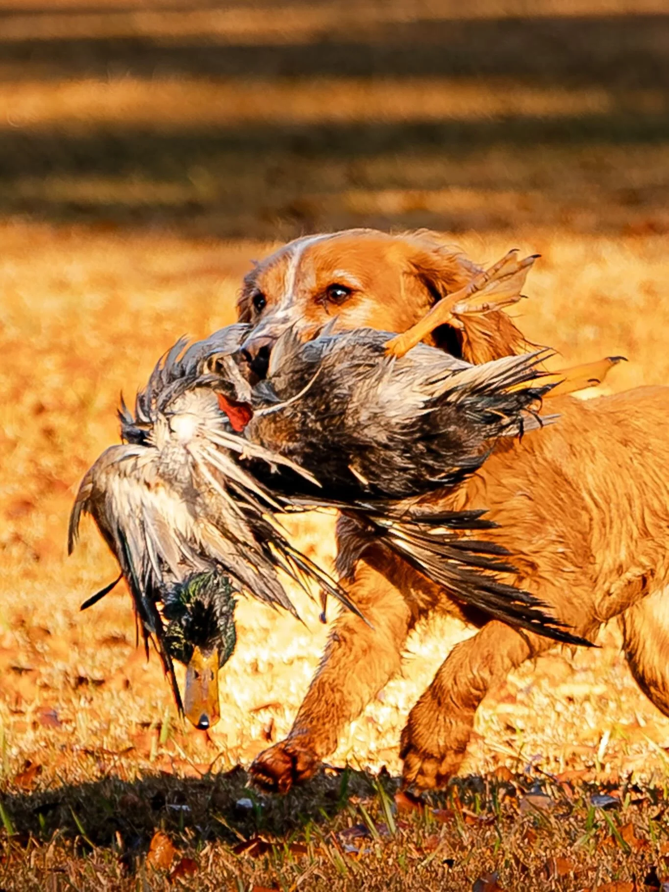Dog retrieving a duck in a field with autumn-colored grass.