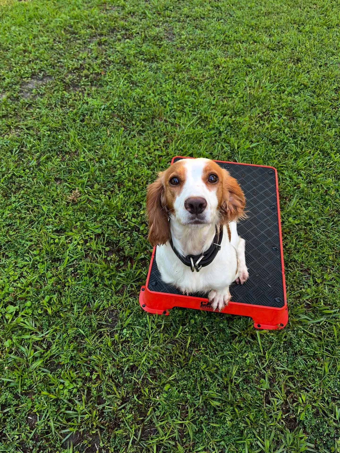 Dog sitting on a red and black platform on green grass, looking up at the camera.