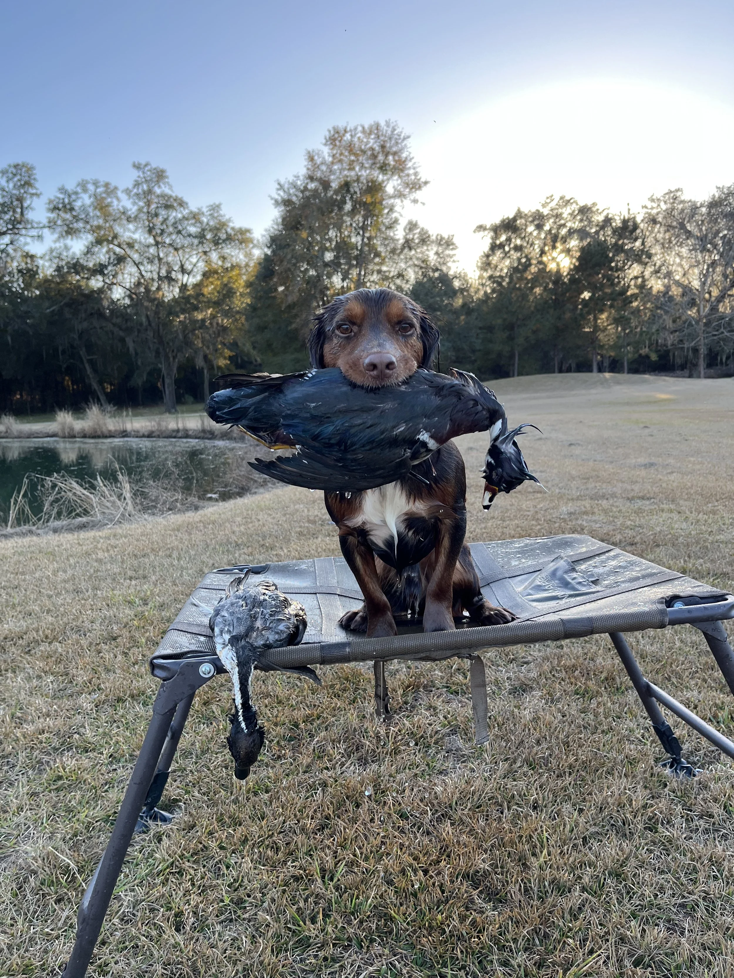 Dog sitting on a portable hunting bed with a large bird in its mouth, holding another bird on its side, outdoors near a lake with trees in the background, during sunset or sunrise.