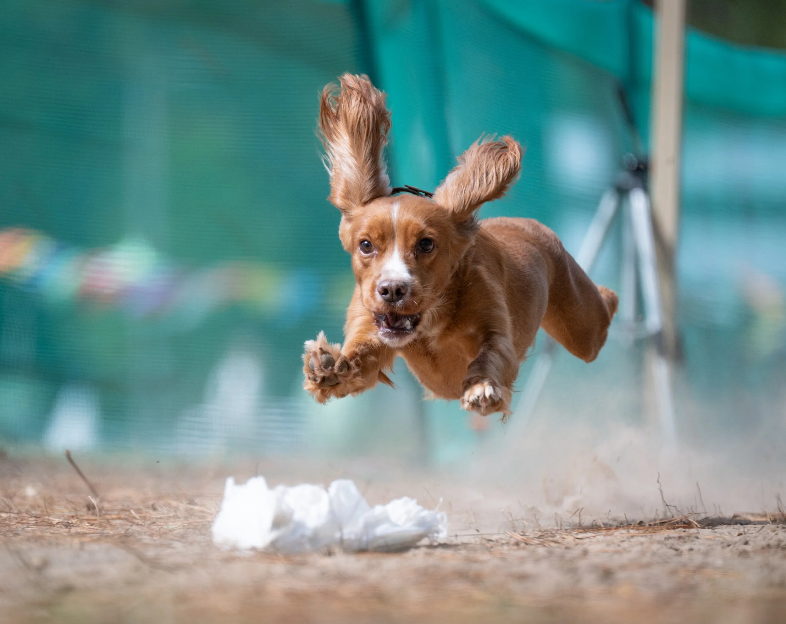 A brown dog with long ears running through a dirt area, mid-air, chasing after a crumpled paper on the ground.