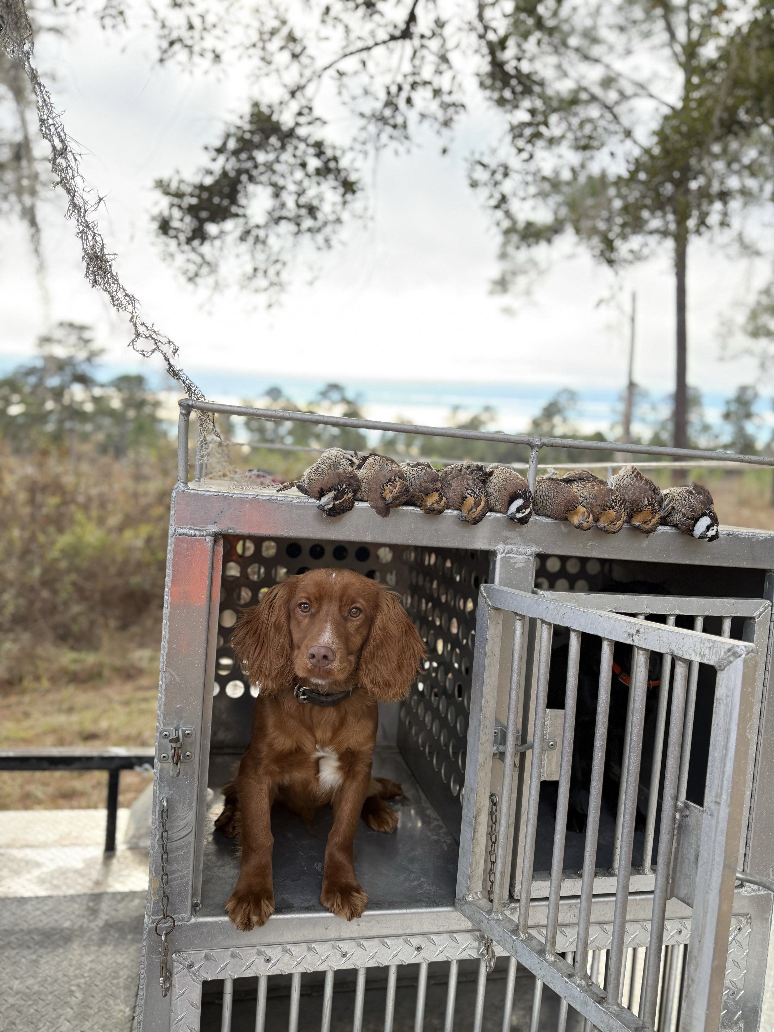 A brown dog sitting inside a metal cage outdoors with a black collar, with seven baby dogs resting on top of the cage, and a background of trees and a cloudy sky.