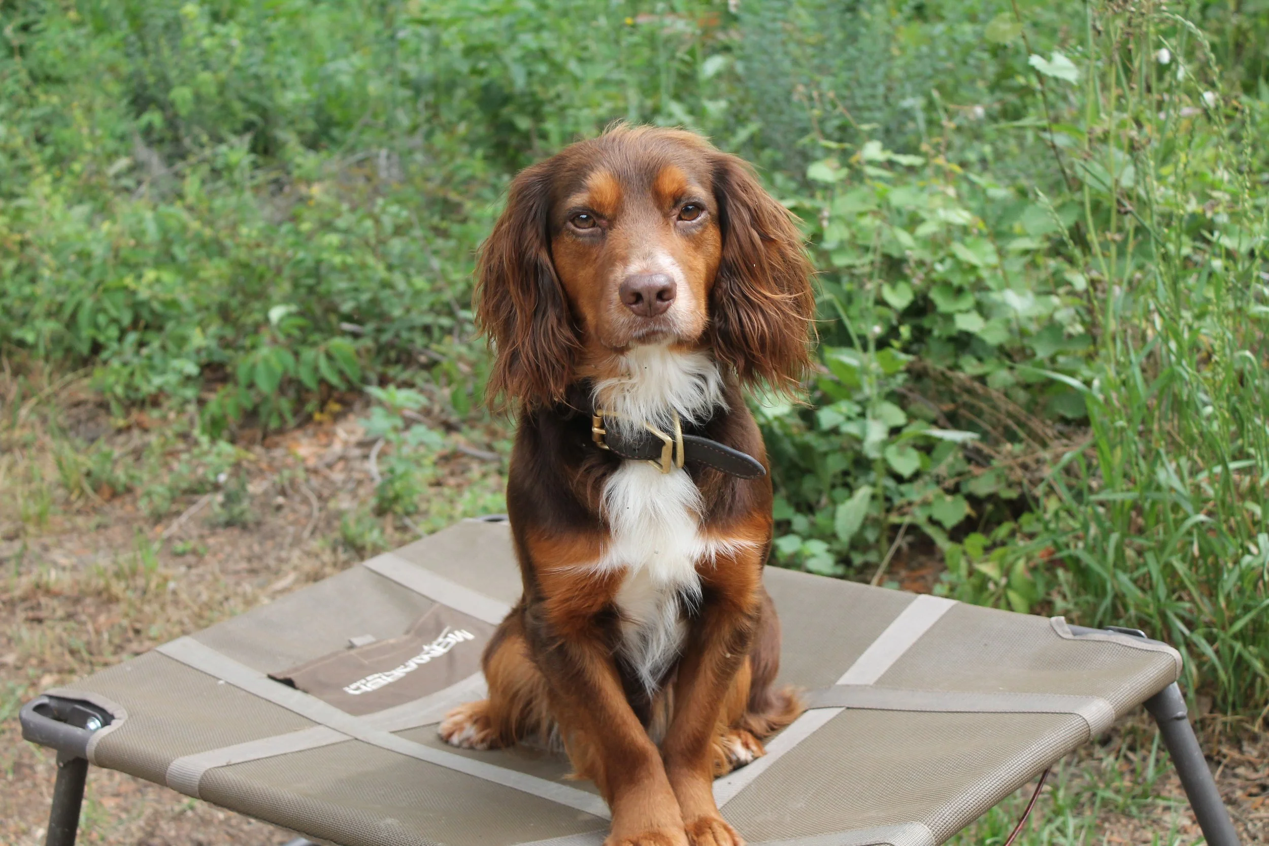 A brown and white dog sitting on a gray elevated outdoor dog bed in a green, leafy backyard.