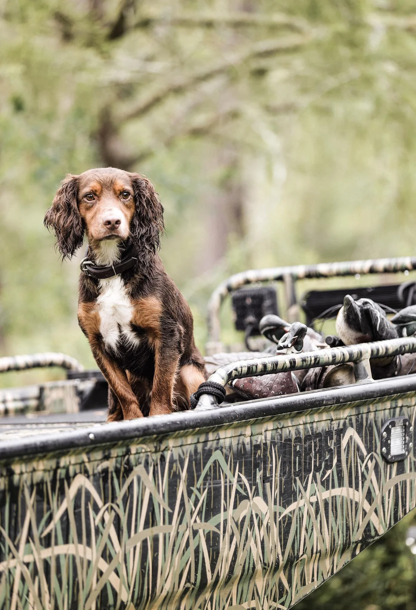 A brown and white dog sitting on a camouflage pattern all-terrain vehicle in a forested area.