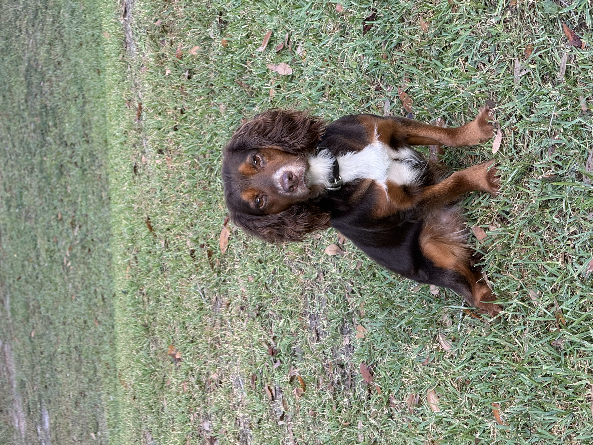 A small brown and white dog lying on green grass with some brown leaves scattered around.