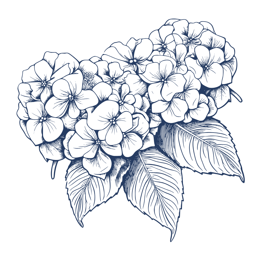 Navy blue outline of a hydrangea flower with detailed leaves.