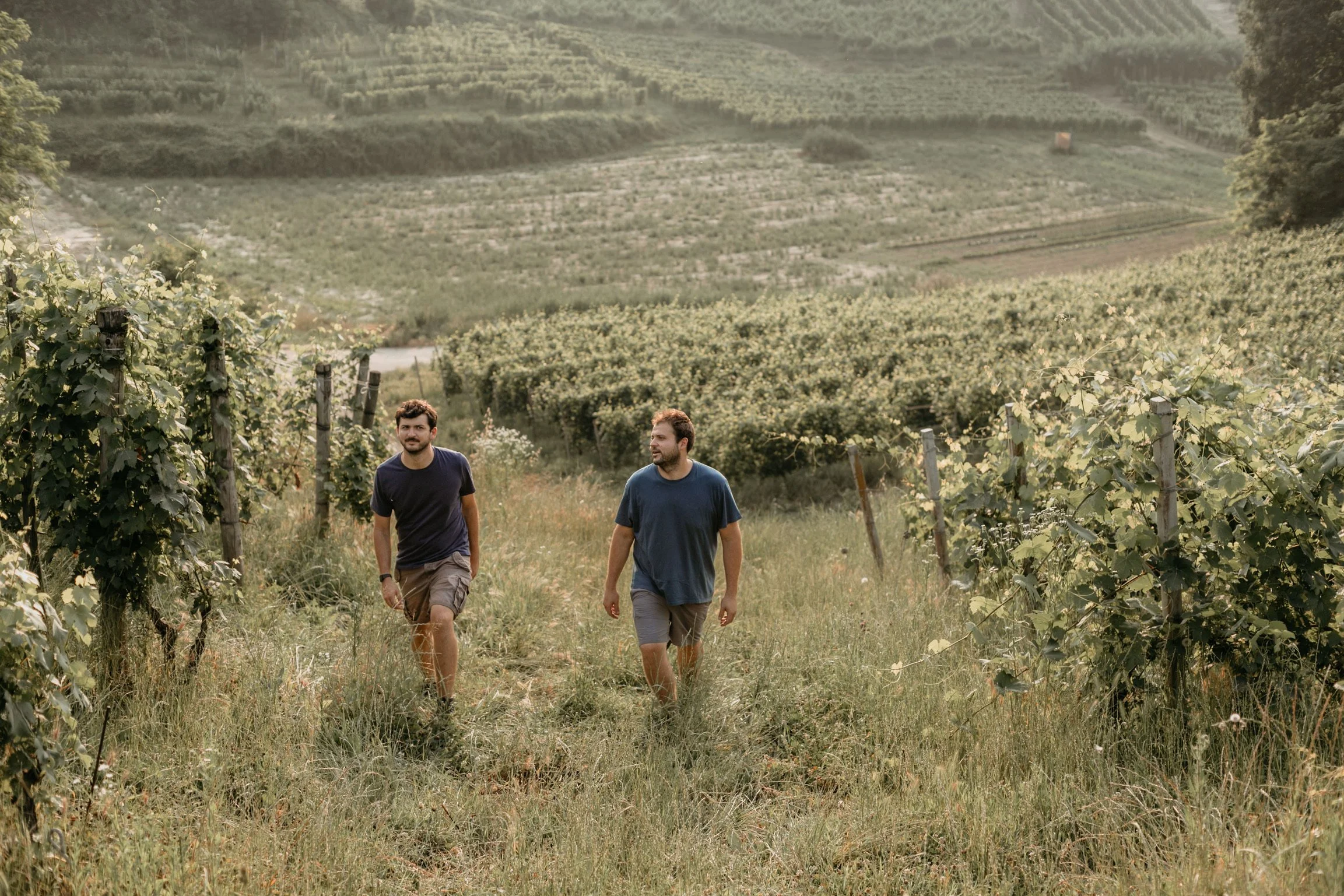 Two men walking through a vineyard on a lush hillside at sunset.