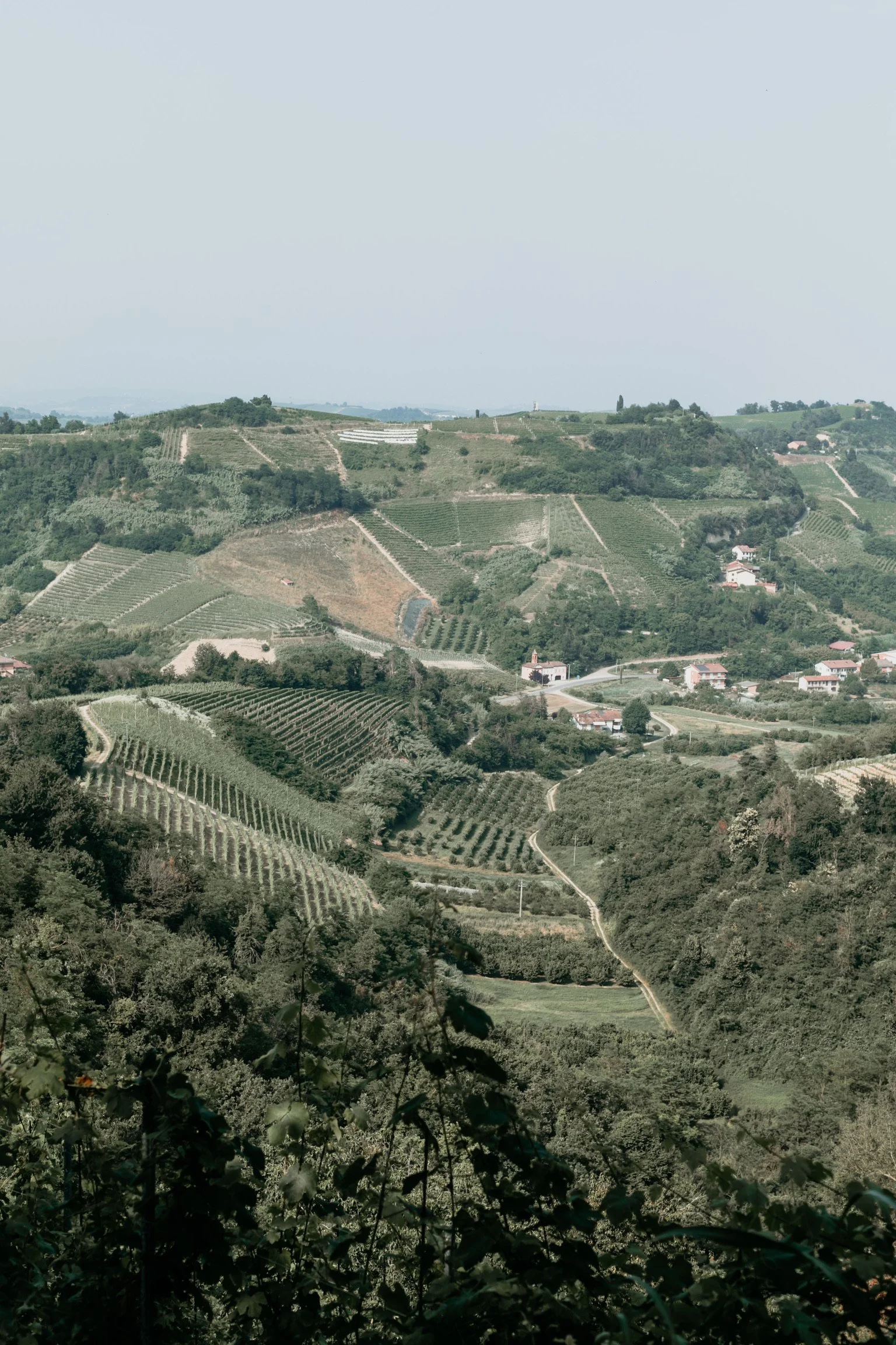 Scenic view of rolling hills with vineyards, scattered trees, and small houses in the countryside.