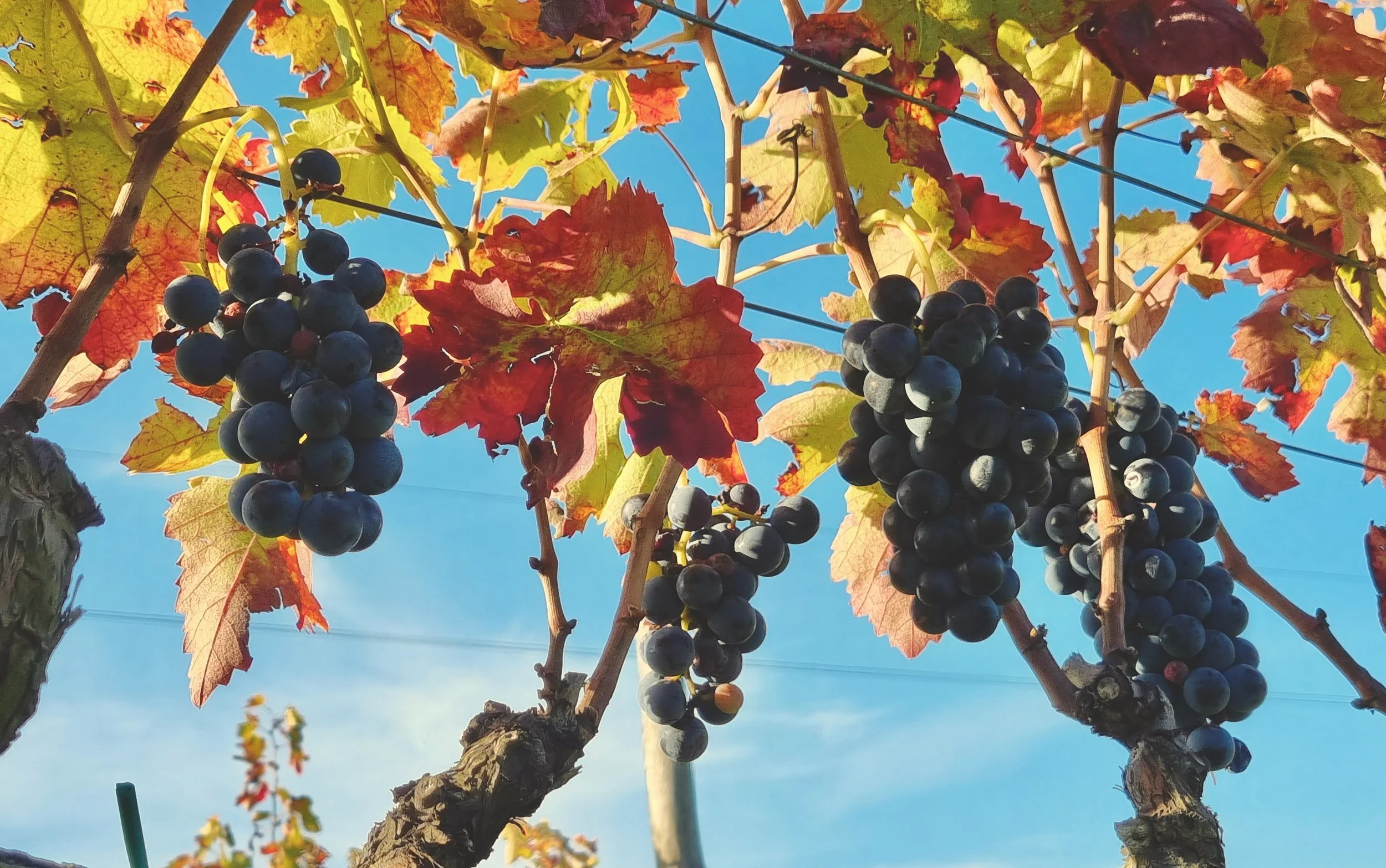 waiting to be harvested (1).jpeg