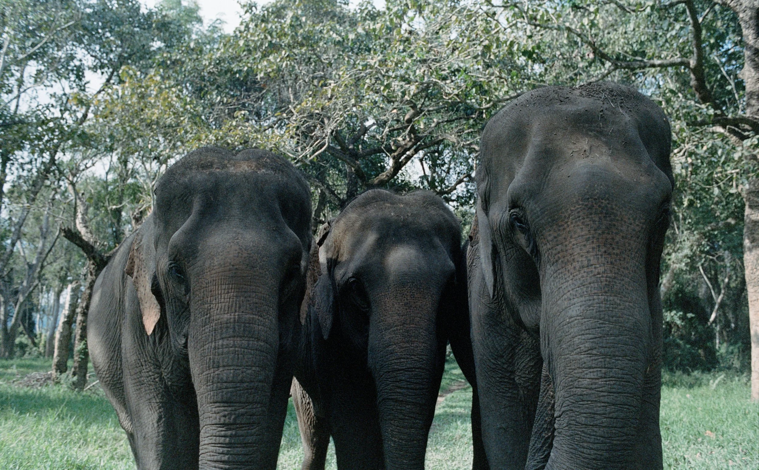 Roll 2- elephant againnn.jpg