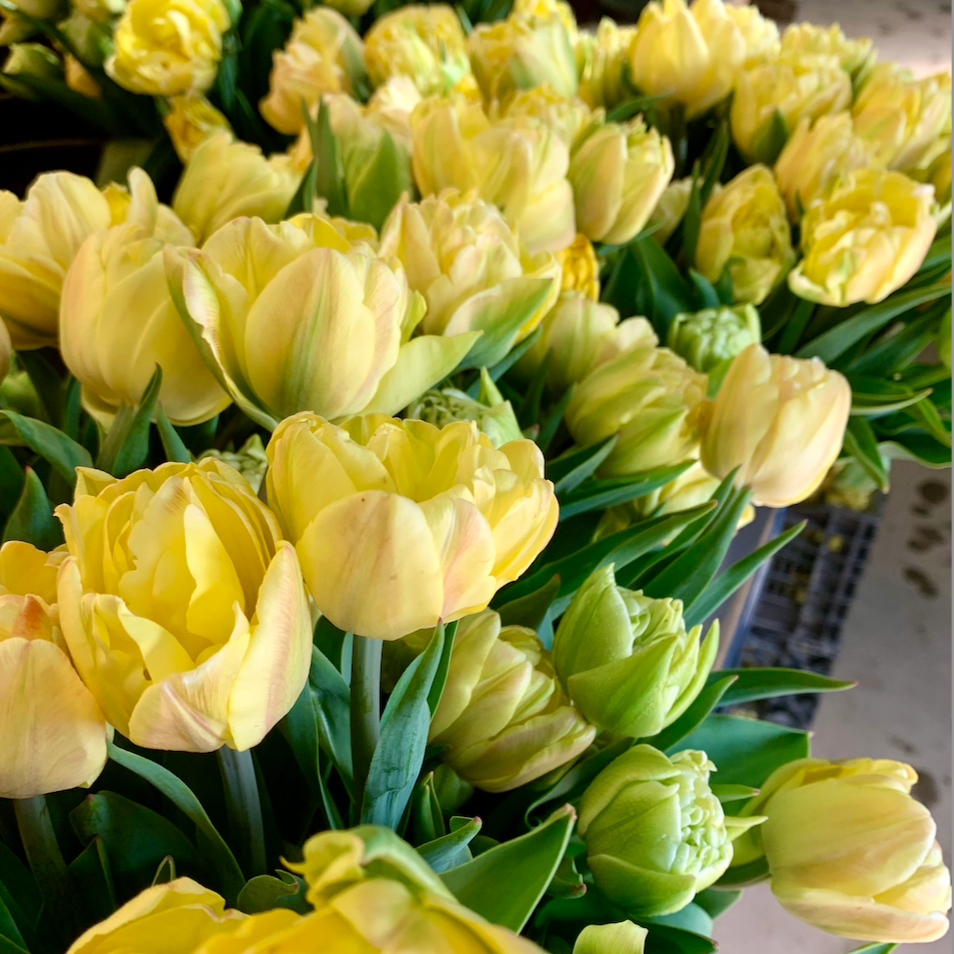 Screen+Shot+2026-04-04+at+8.15.52+AM.png (Copy)