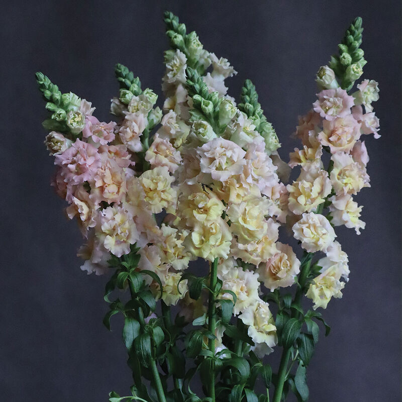 IMG_3555.PNG