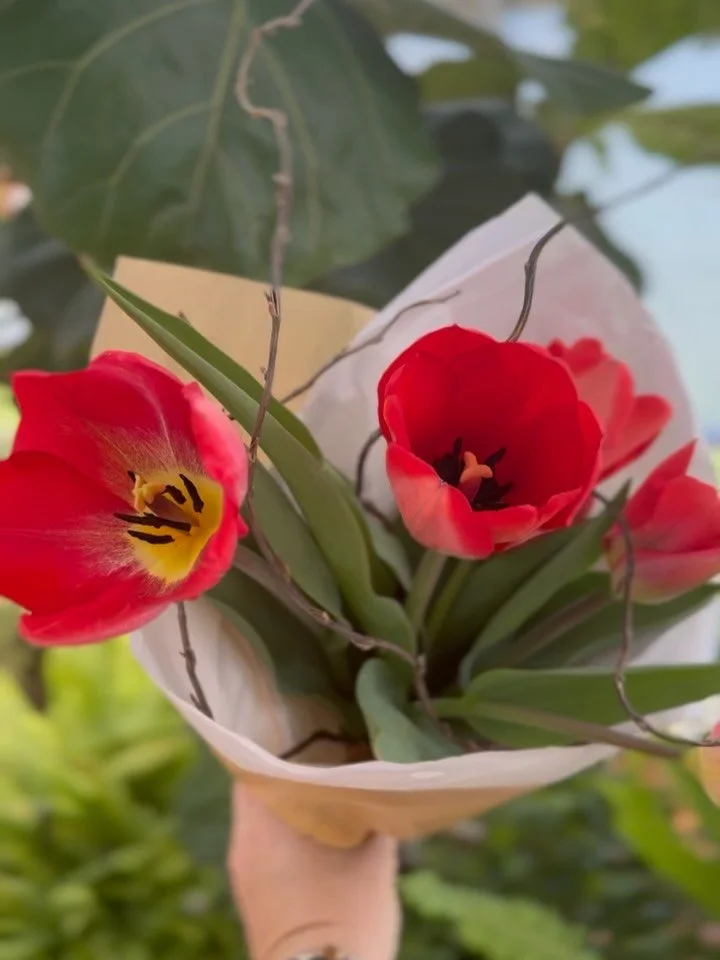 I have a beautiful red tulip bouquet available today and tomorrow for pickup, and some fresh Hellebore bouquets as well! 

Red tulips and curly willow- $15 
Mini Hellebore - $20
Large Hellebore w/curly Willow $30 

Hellebores last easily two weeks in