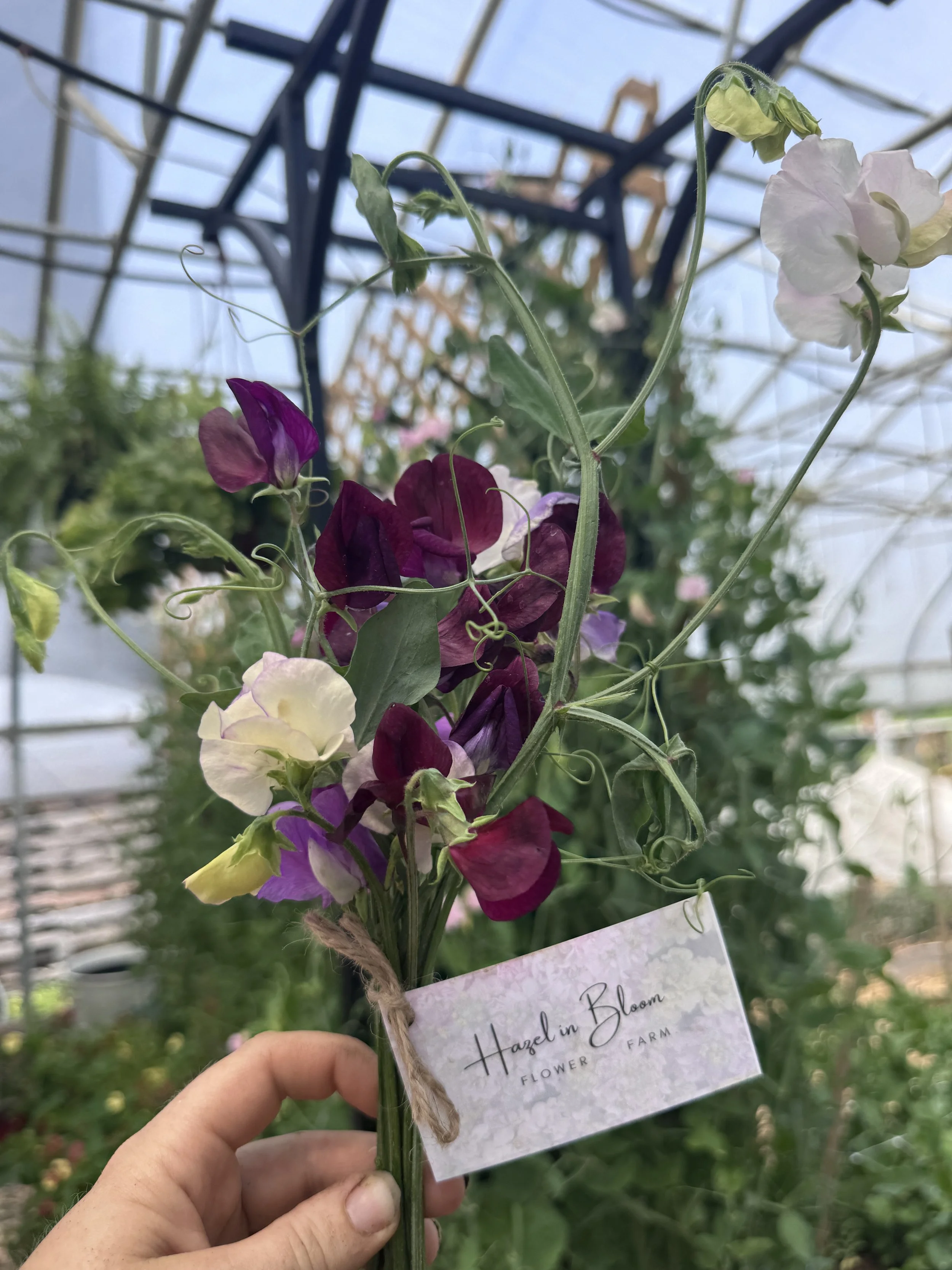 Sweet Pea Posie