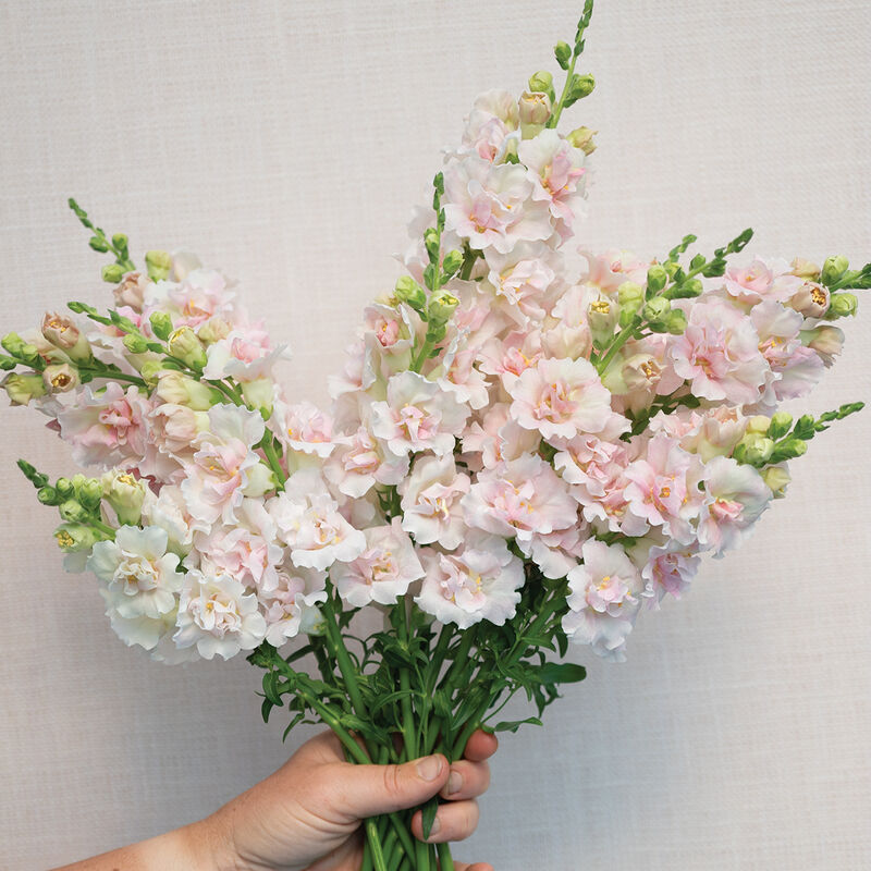Double Frappe Light Pink 2 - Snapdragon