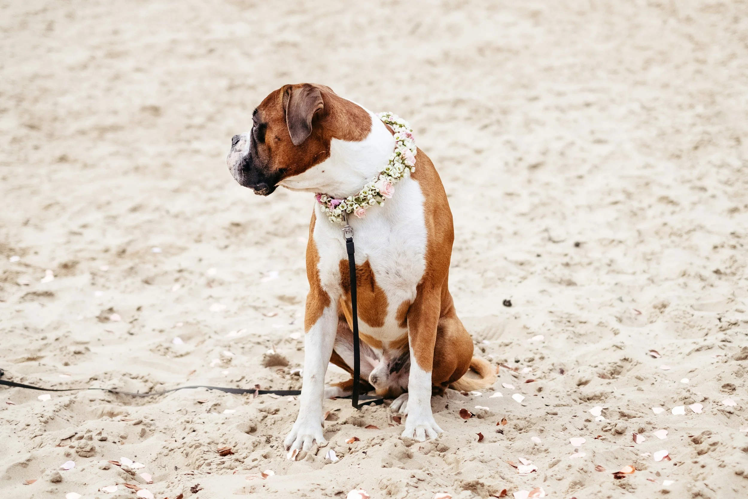 A brown and white dog wearing a flowered collar, sitting on sand with scattered petals and looking to the side.