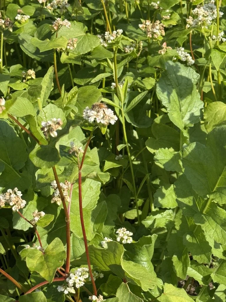 Close-up of green leafy plants with small white flowers and some bees collecting nectar.