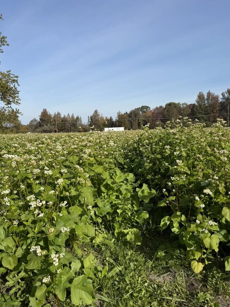 A field of blooming white flowers under a clear blue sky, with trees and power lines in the background.