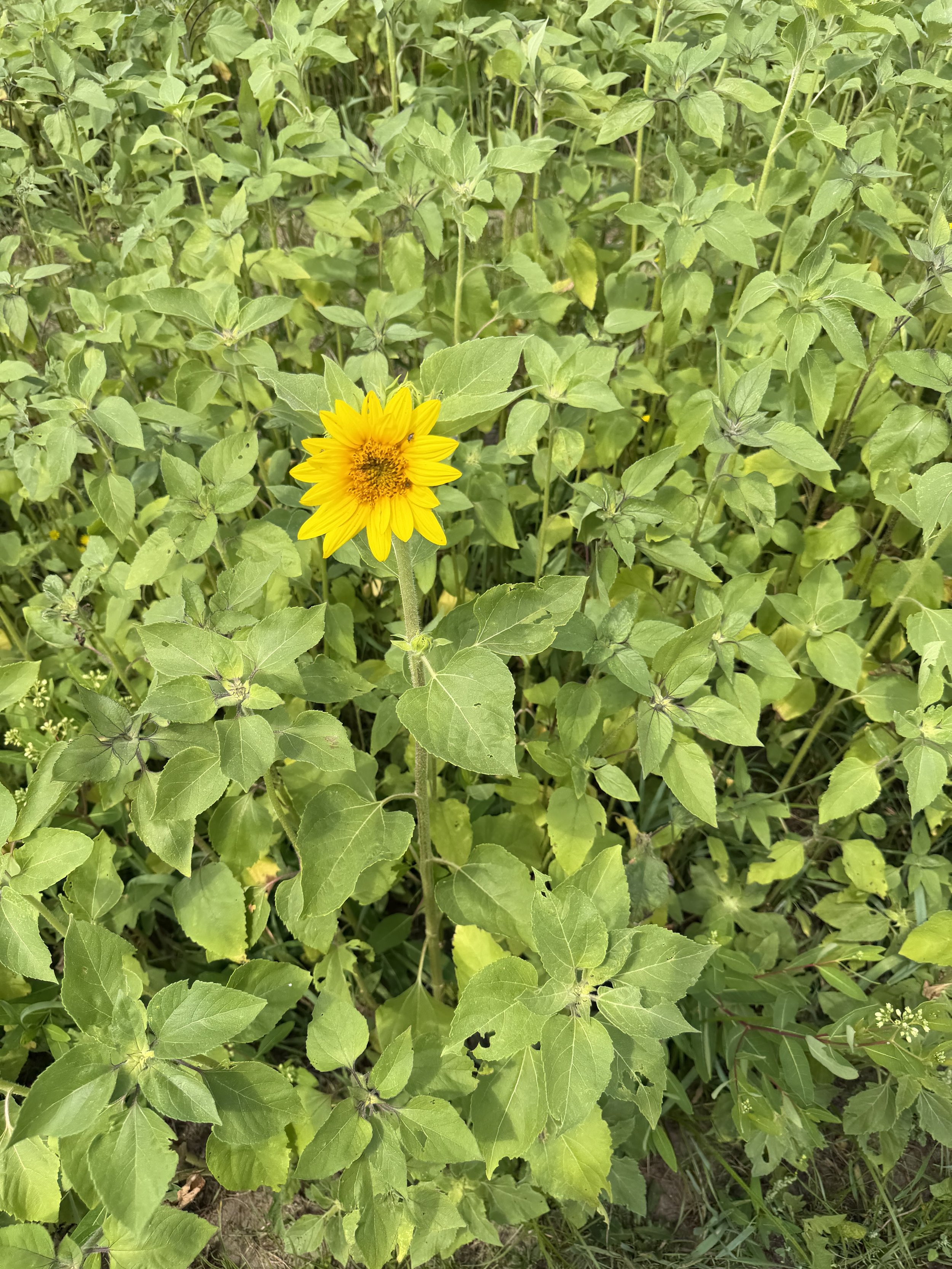 IMG_0116.jpeg