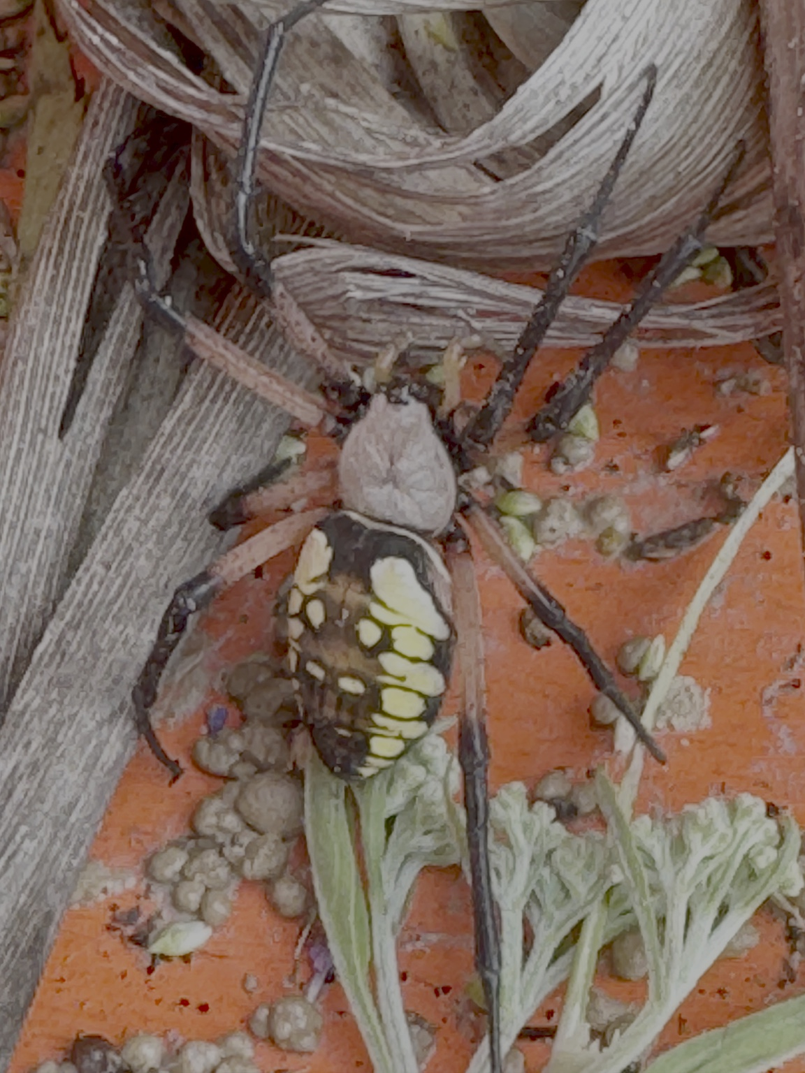 Close-up of a large spider with a yellow and black patterned abdomen, sitting on lettuce leaves, surrounded by small white eggs or larvae, near a wooden wall or surface.