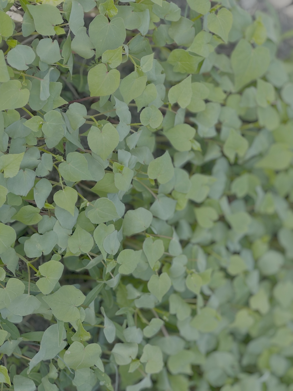 Close-up of green, heart-shaped leaves on a plant or bush.