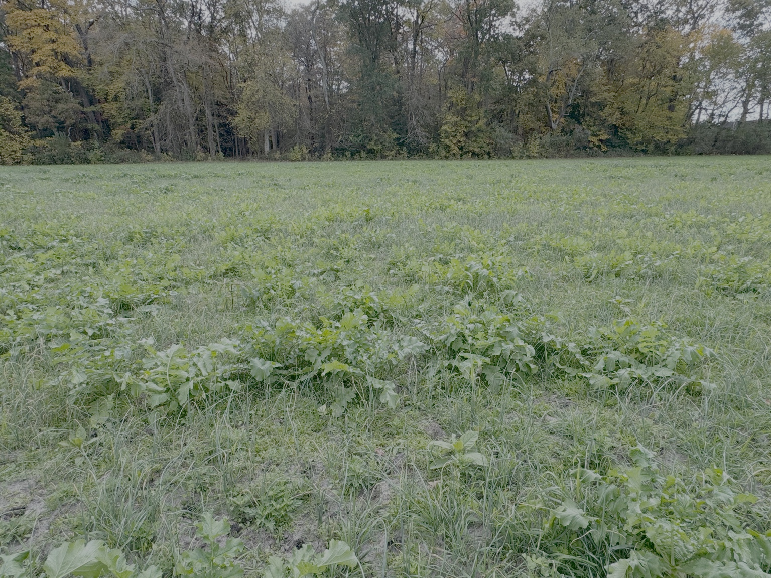 A green field with low-growing plants and a line of trees in the background under a cloudy sky.