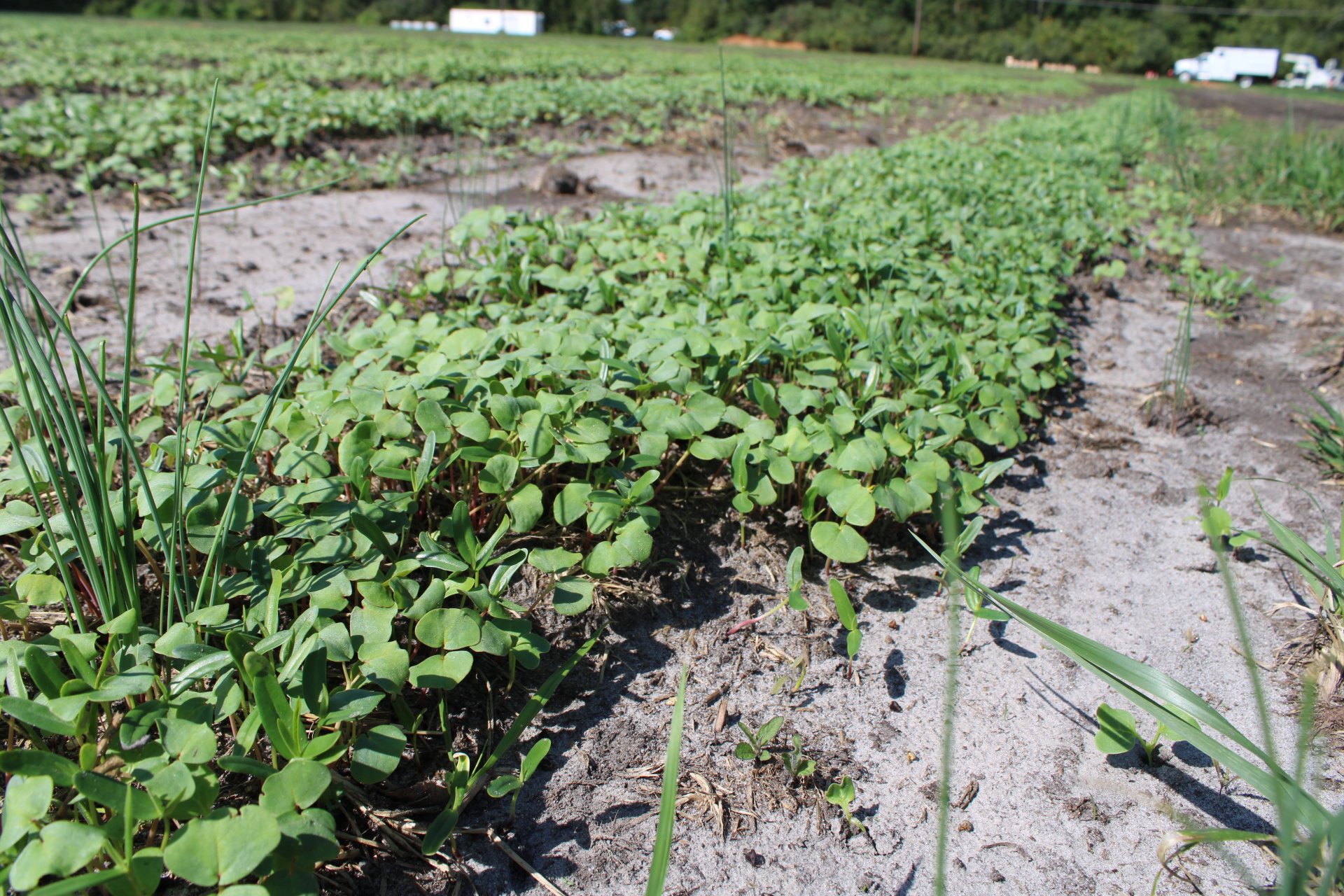 Rows of green plants growing in sandy soil on a farm field.