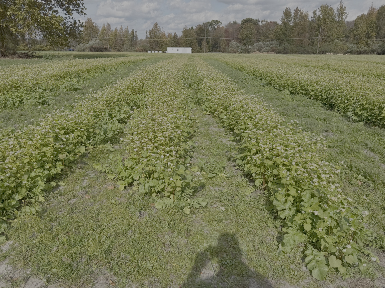 Field of green leafy plants with white flowers, trees in the background, and a cloudy sky.