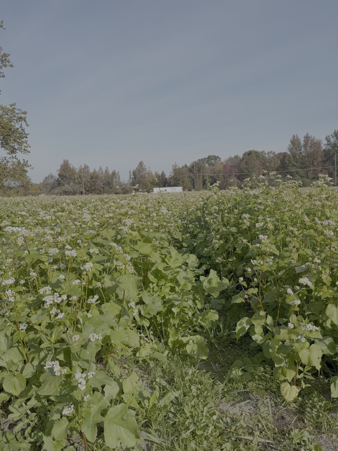Field of green plants with small white flowers under a clear blue sky.