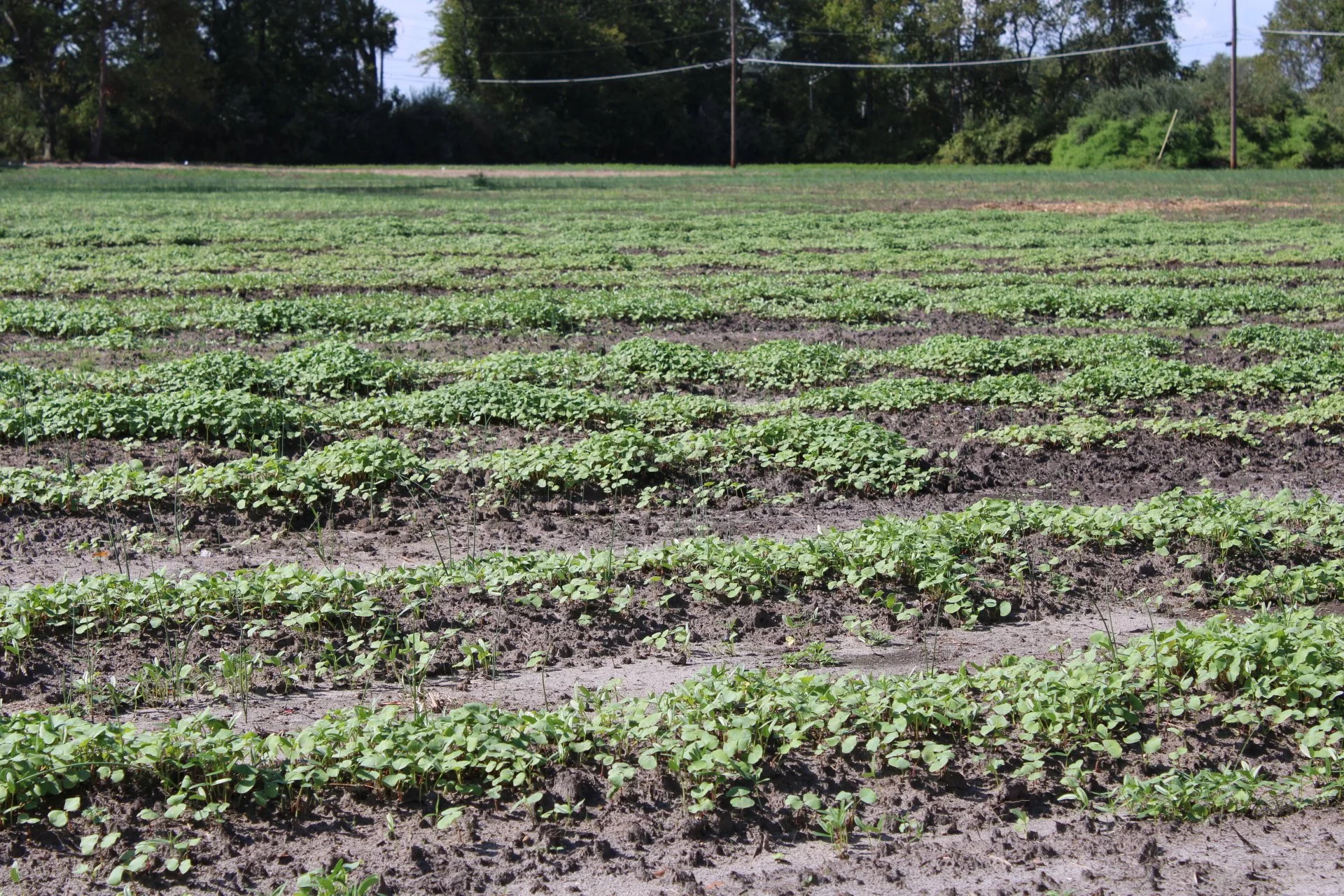 Fresh green plants growing in neat rows in a farm field, with trees and power lines in the background on a sunny day.