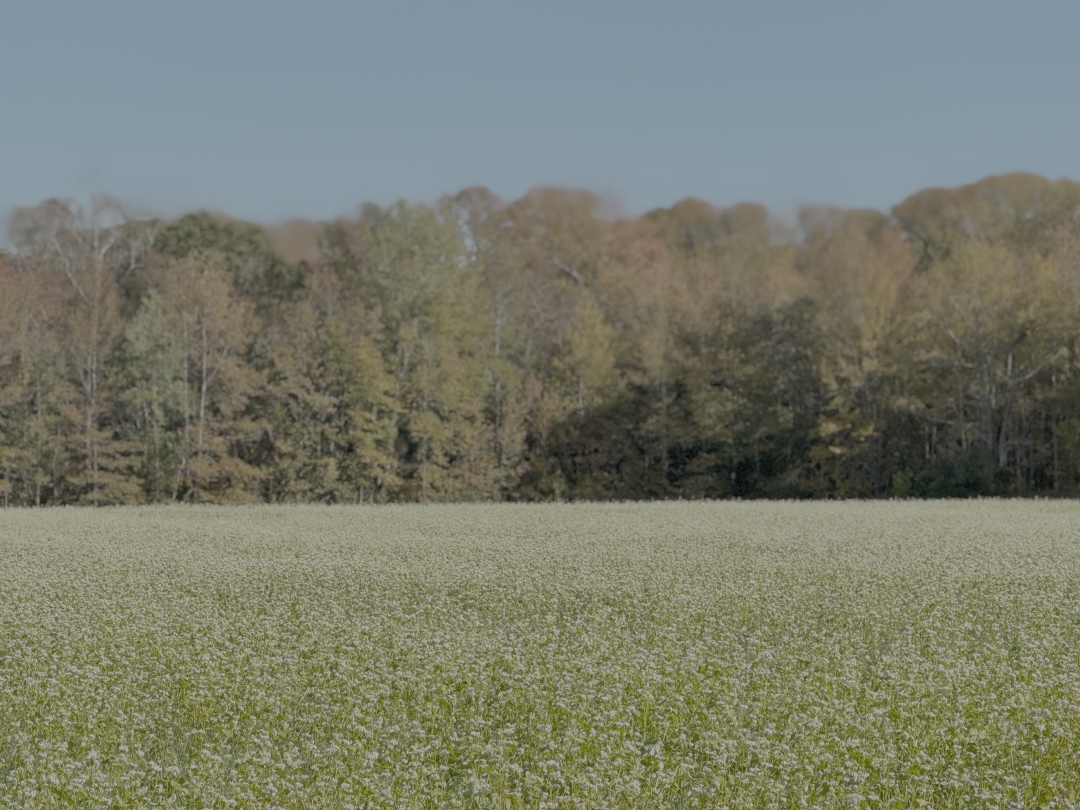 A field of white flowers with a line of trees in the background under a clear blue sky.